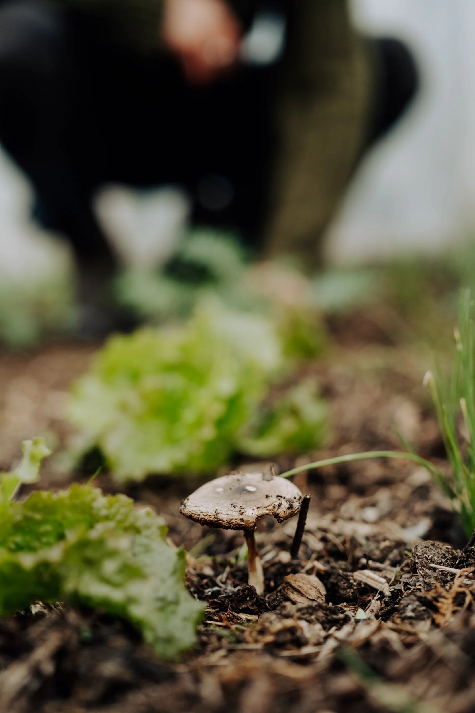 A Year at the Allotment December 2025-160.jpg