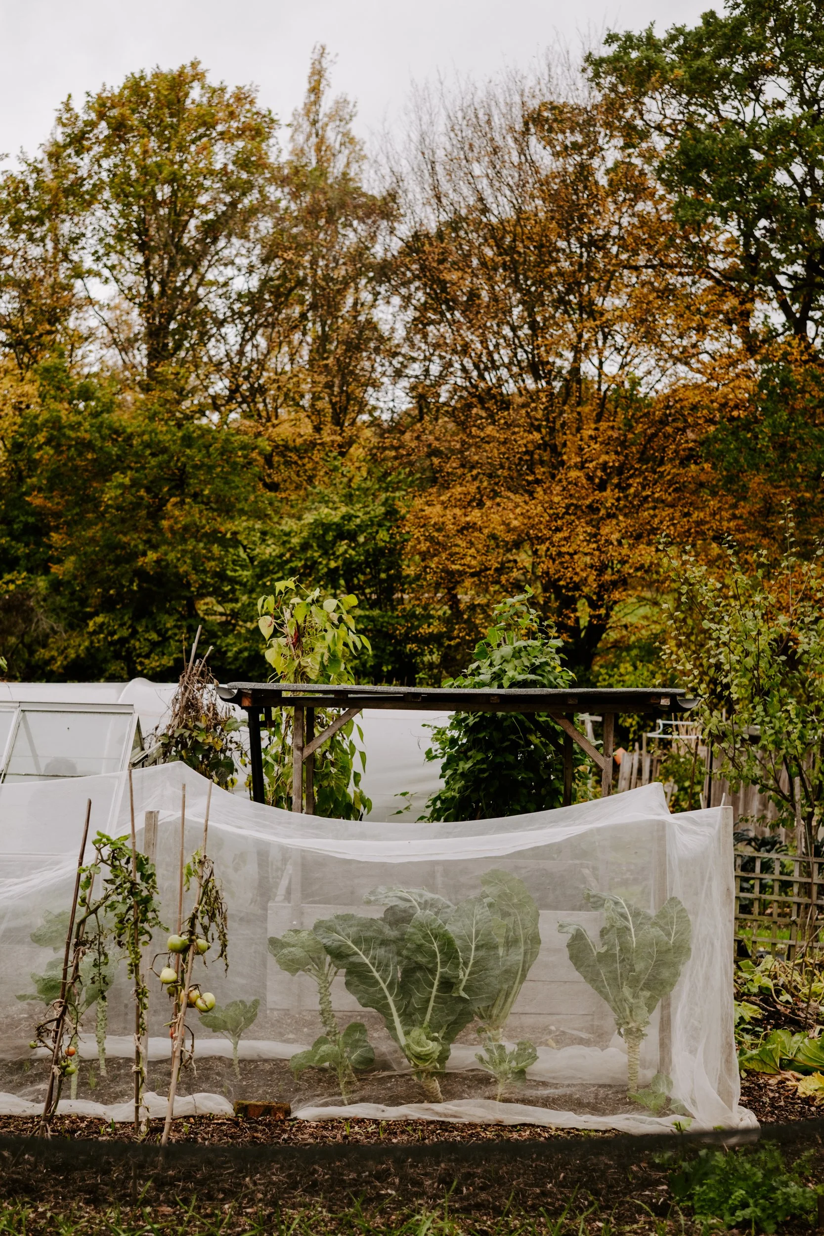 A Year on the Allotment_October 2025-385.jpg