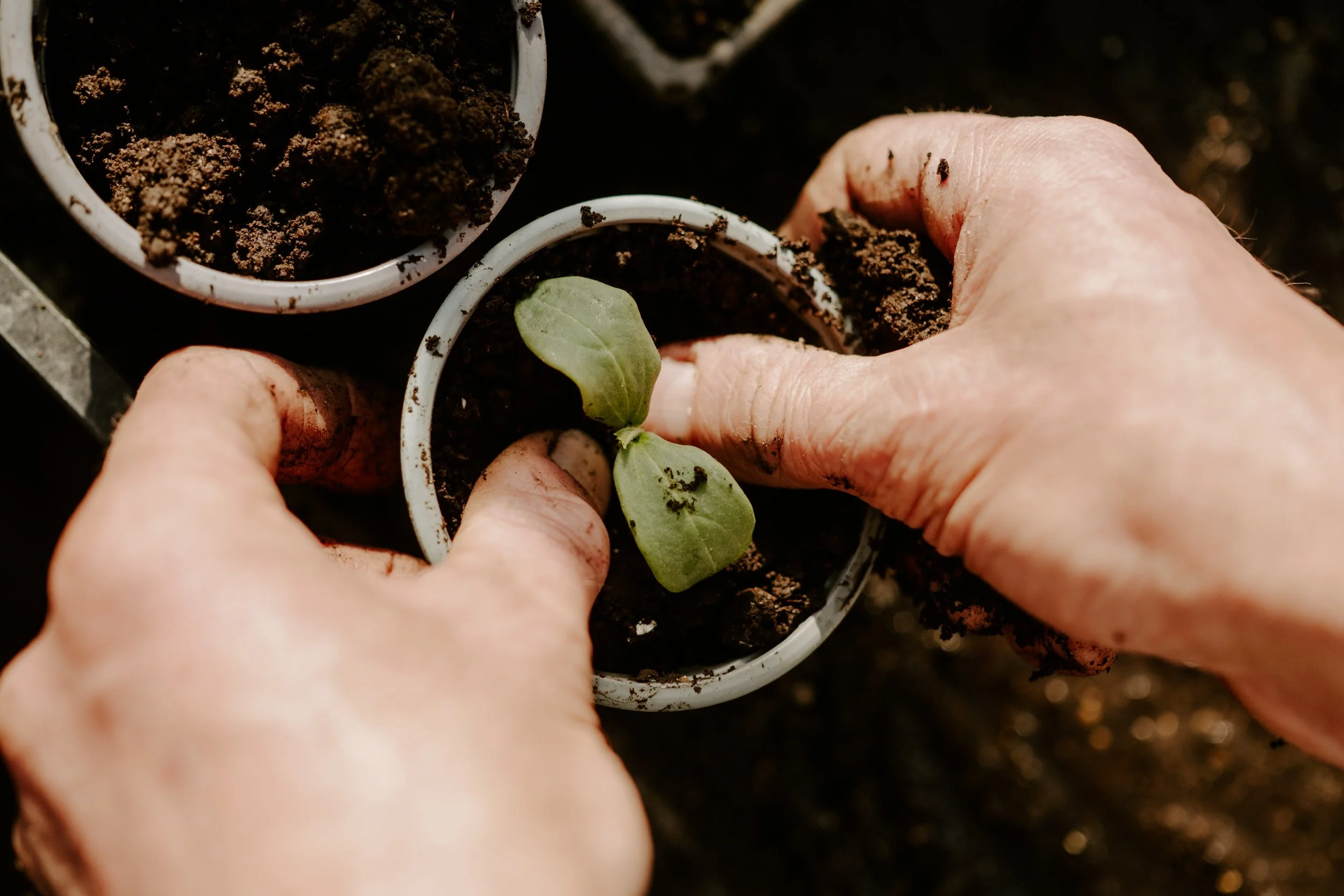 A Year At The Allotment_April-145.jpg