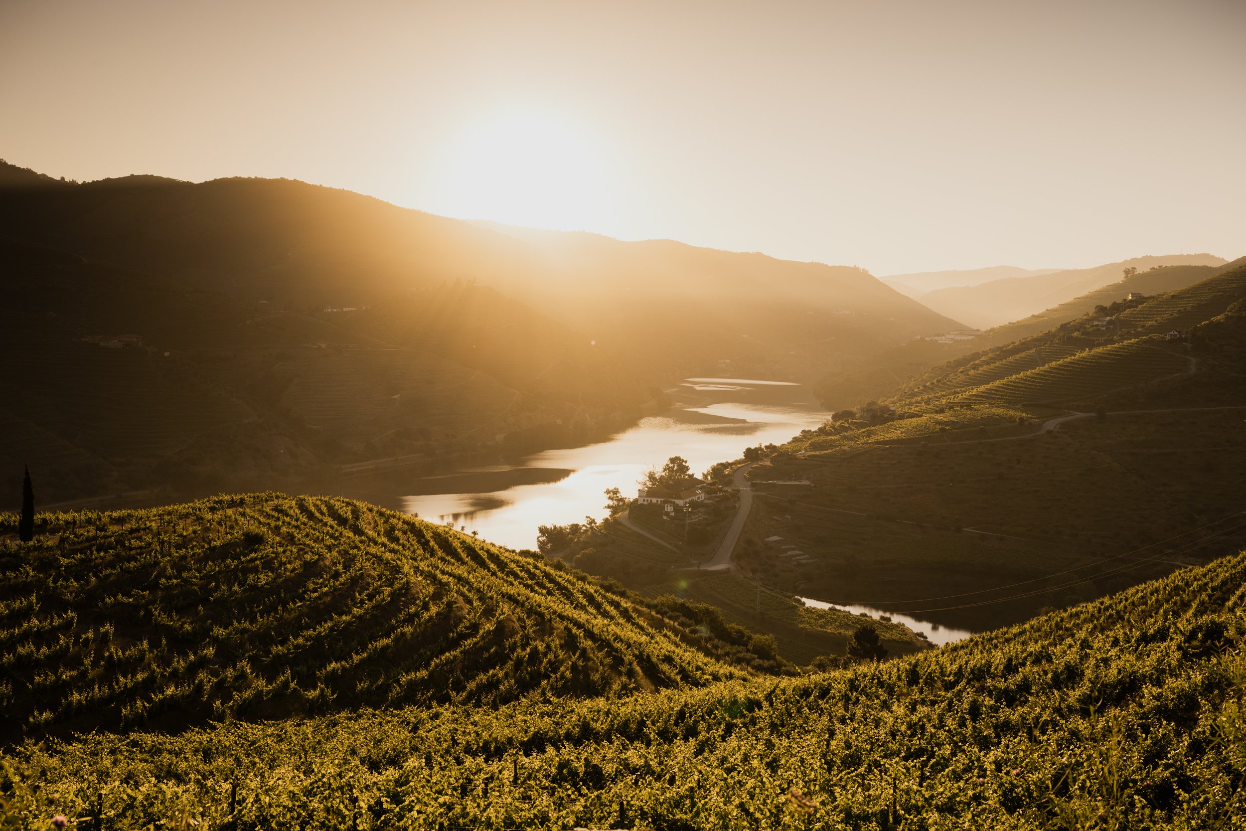 20240528-Purple_Bushmills_Douro-273-2.jpg