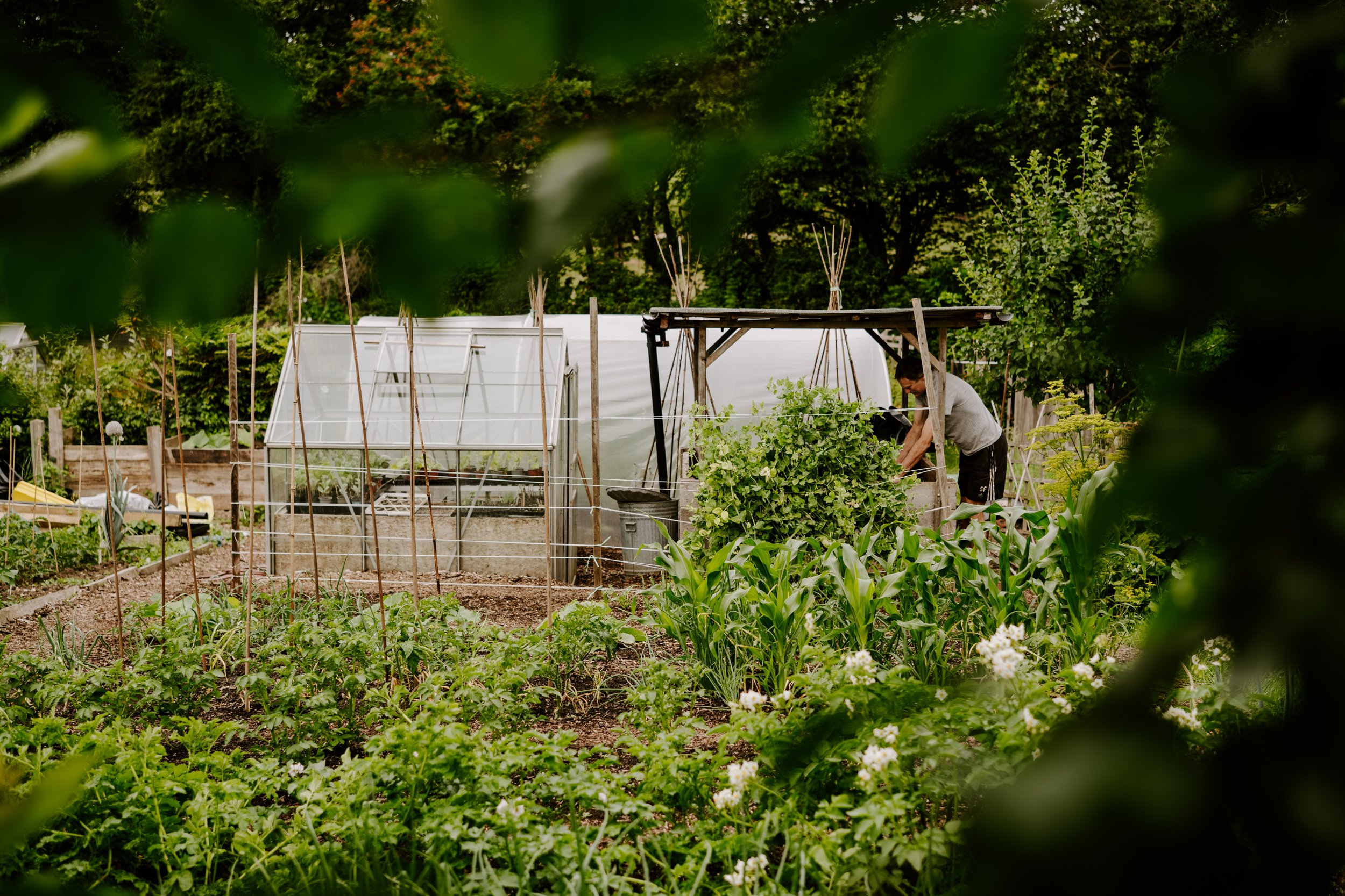 A Year At The Allotment_June-186.jpg