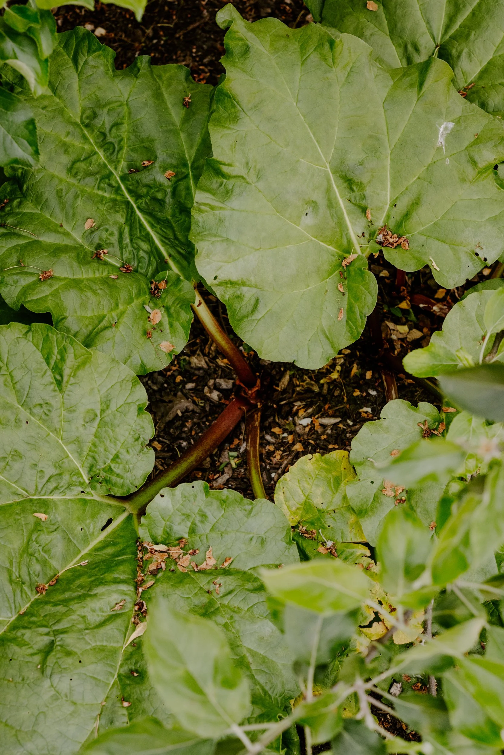 A Year At The Allotment_April-171.jpg