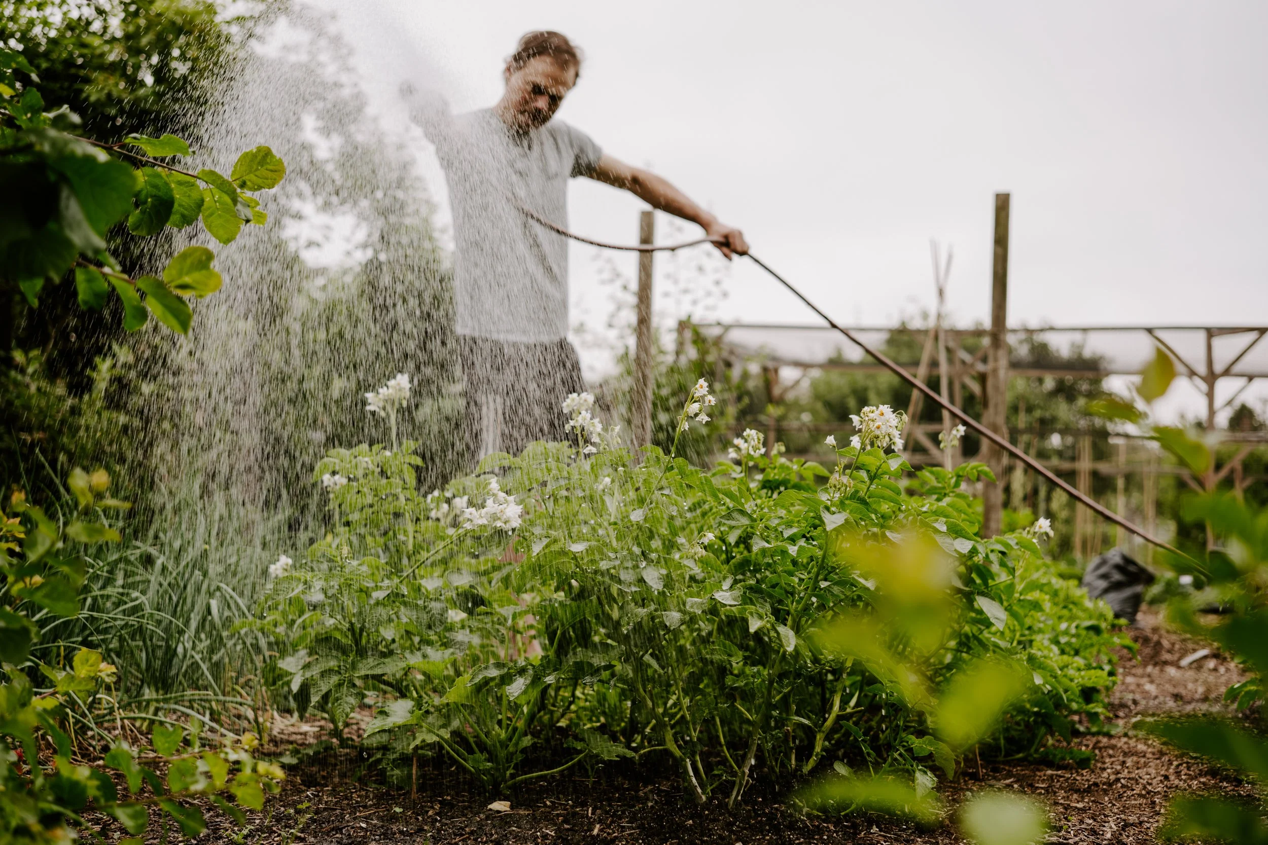 A Year At The Allotment_June-117.jpg