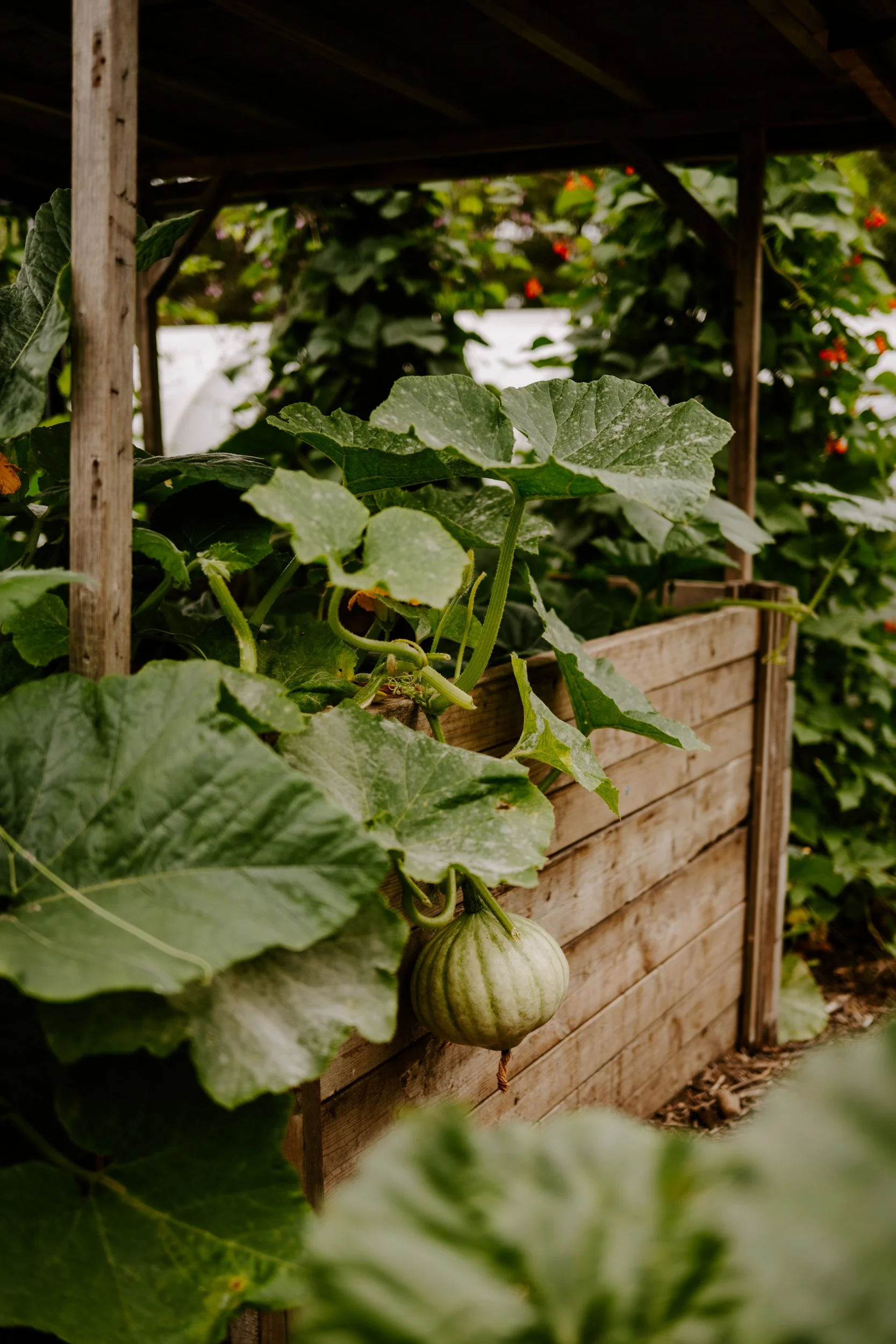 A Year at the allotment_August 2026-234.jpg