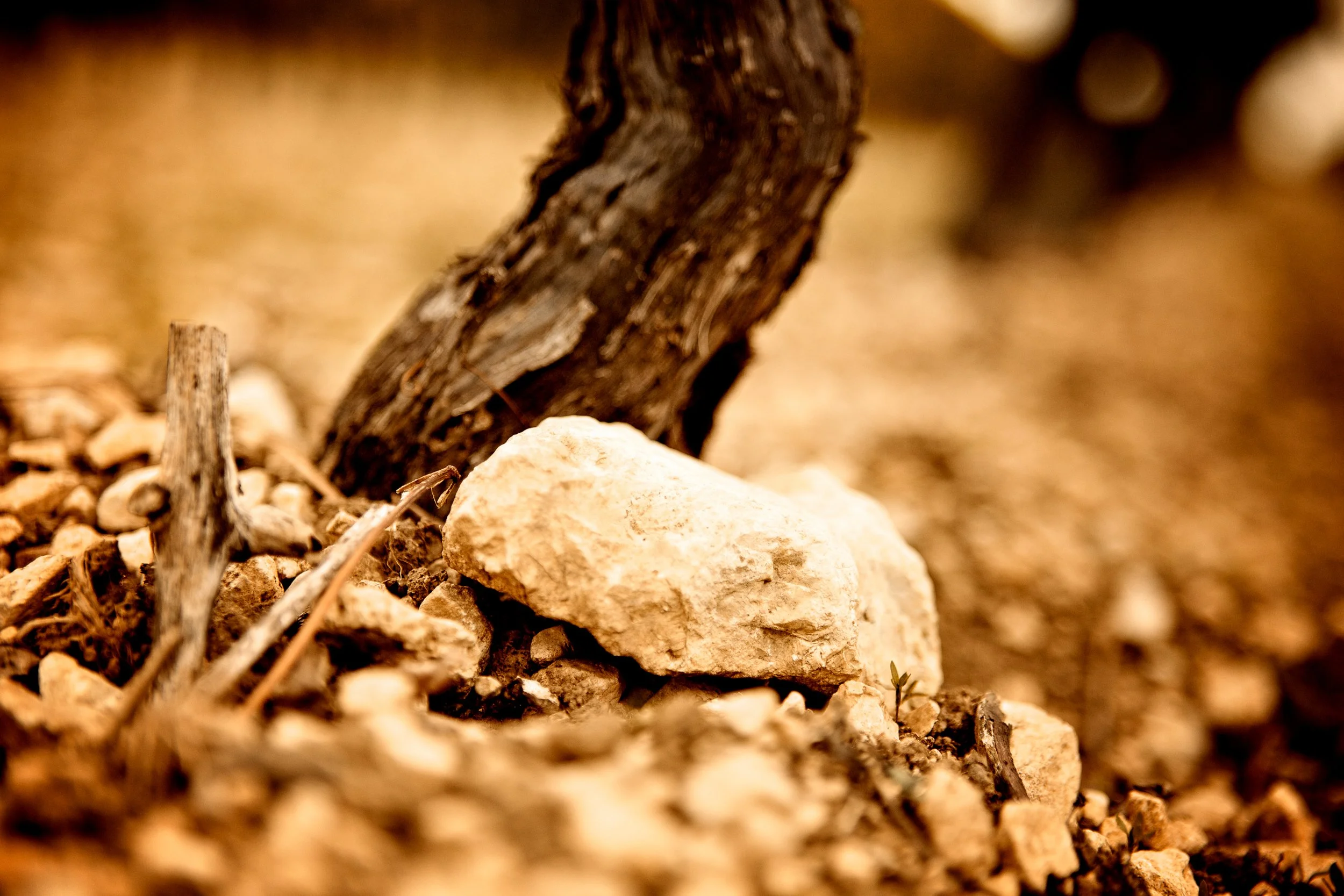 Thomas Skovsende Website-The Craft Of Cognac-125-2.jpg