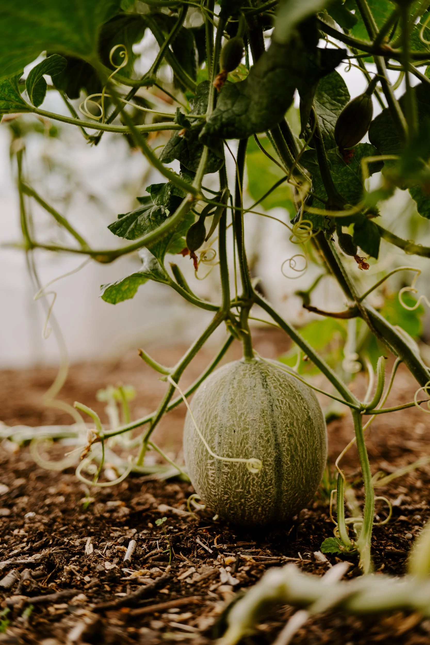 A Year at the allotment_August 2026-155.jpg