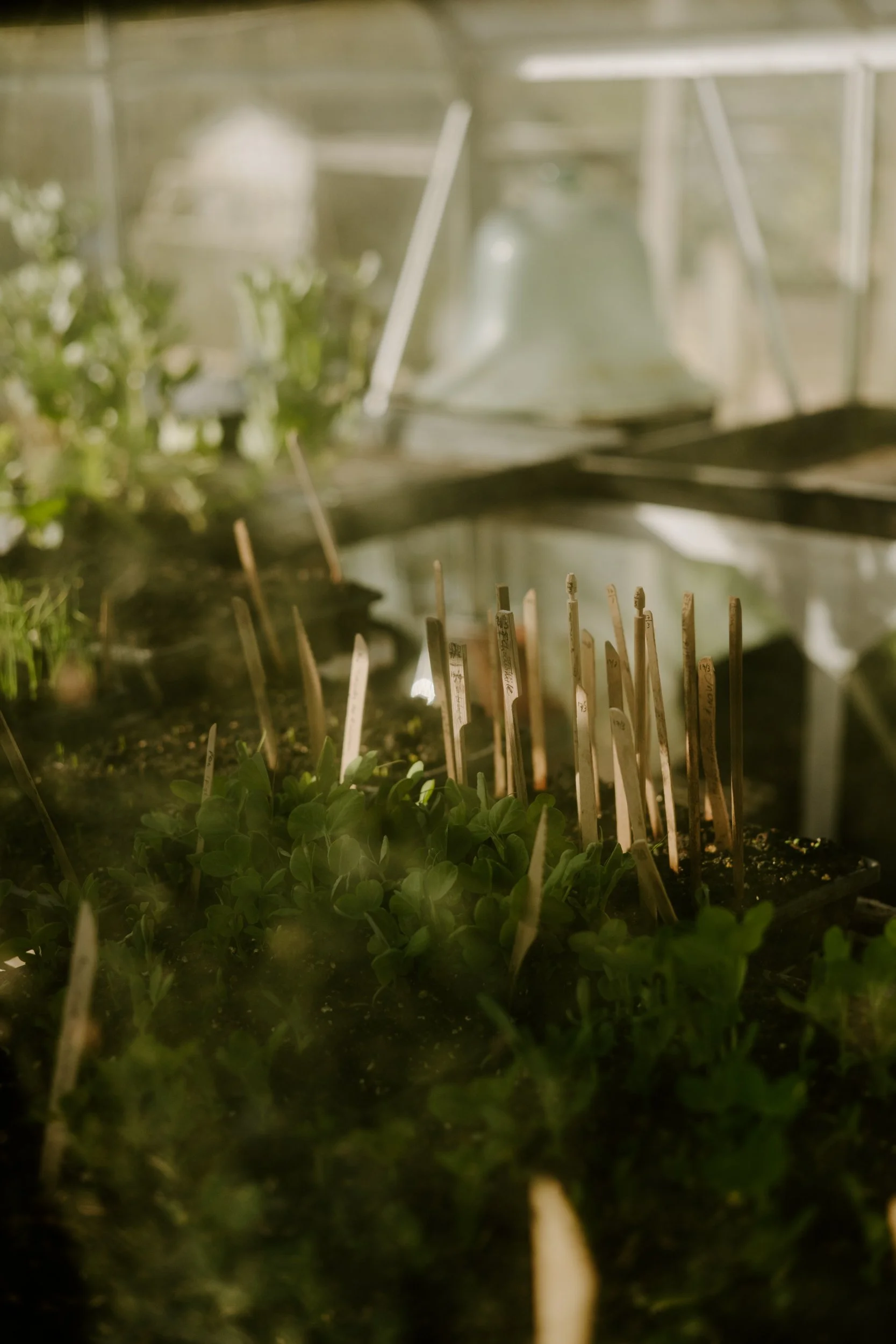 A Year at the Allotment_March-130.jpg