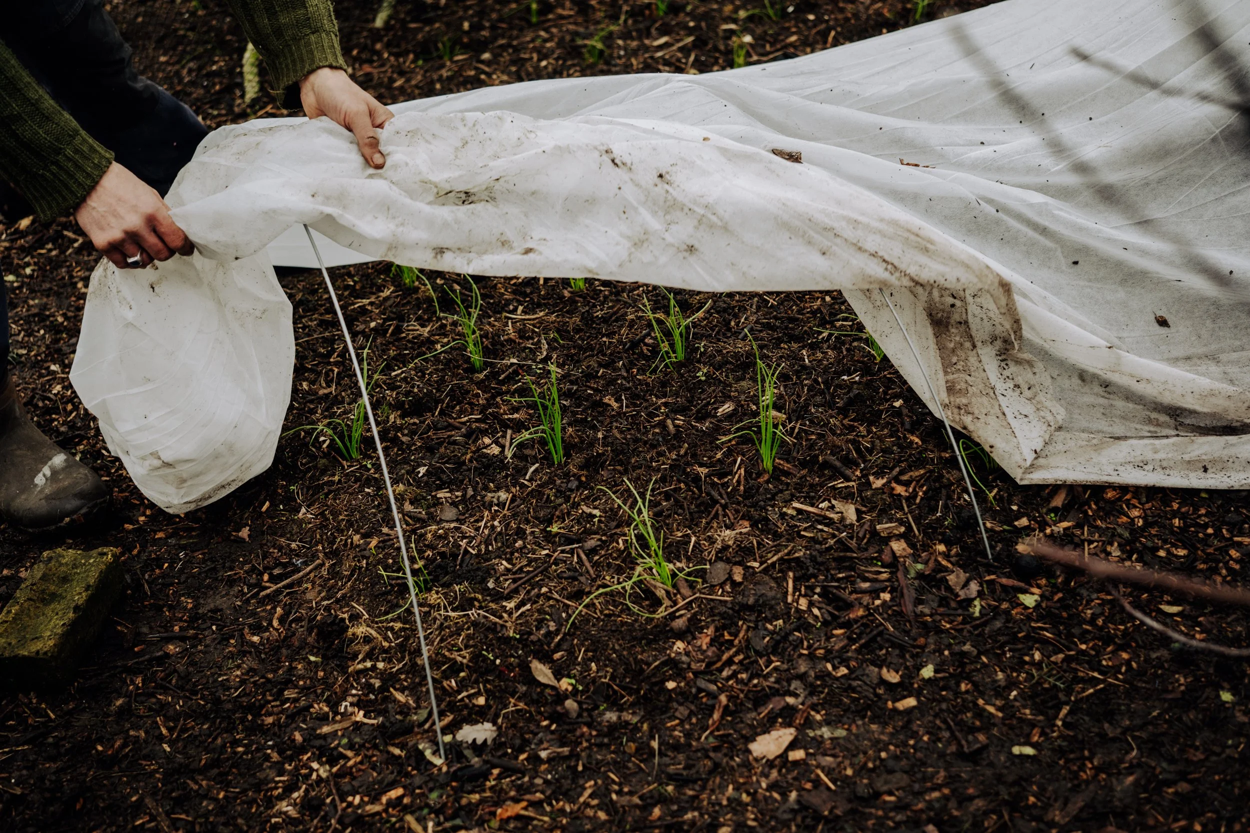 A Year at the Allotment December 2025-181.jpg