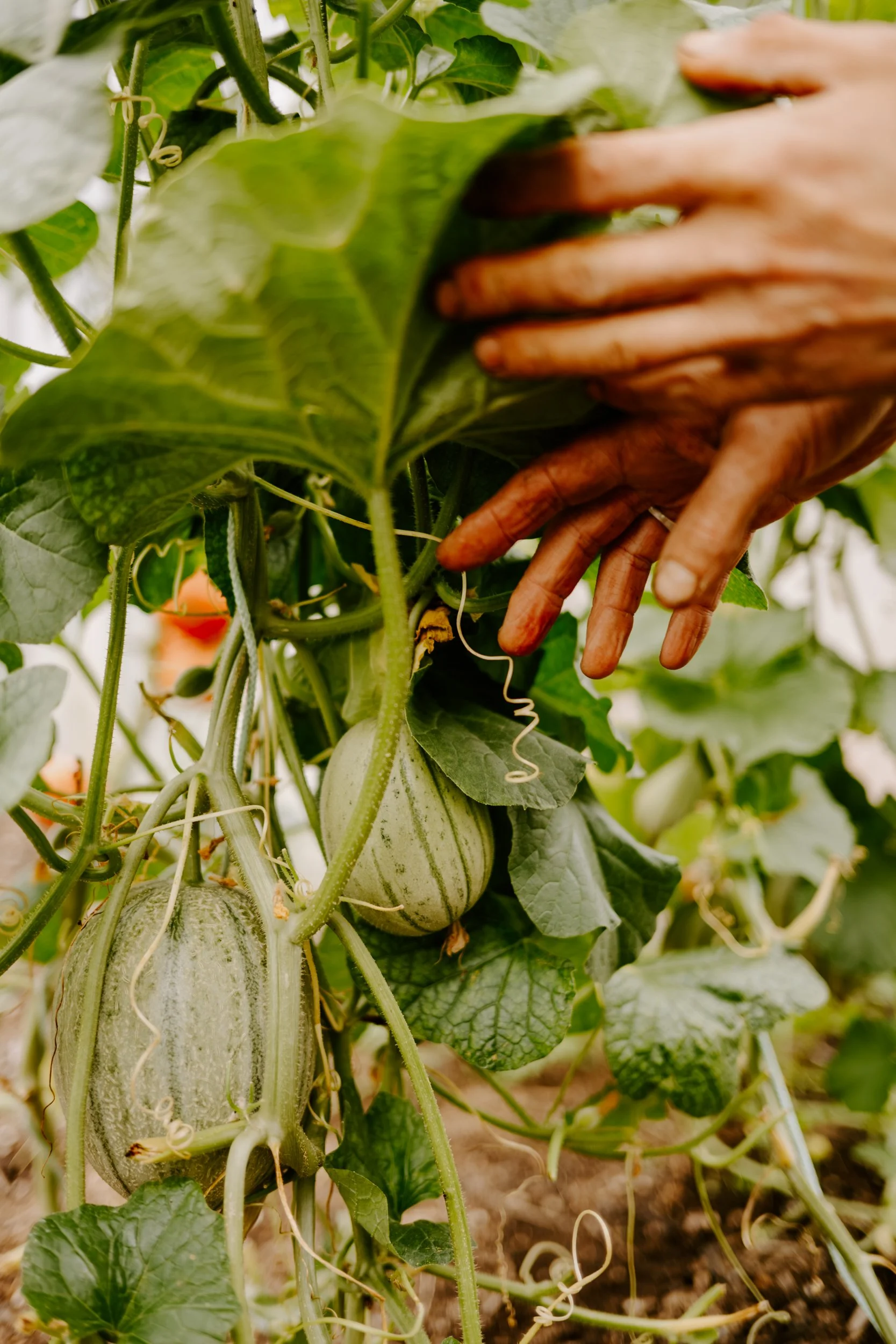 A Year at the allotment_August 2026-203.jpg