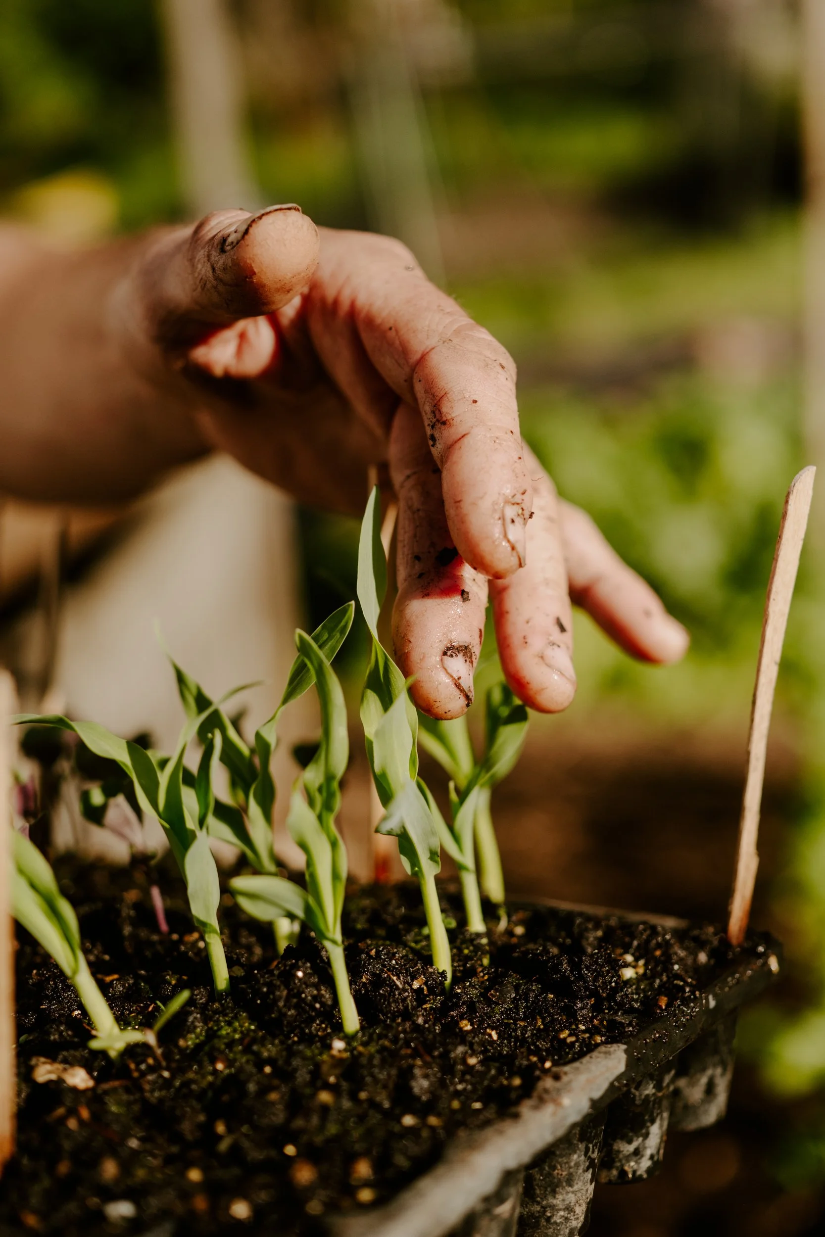 A Year At The Allotment_April-141.jpg