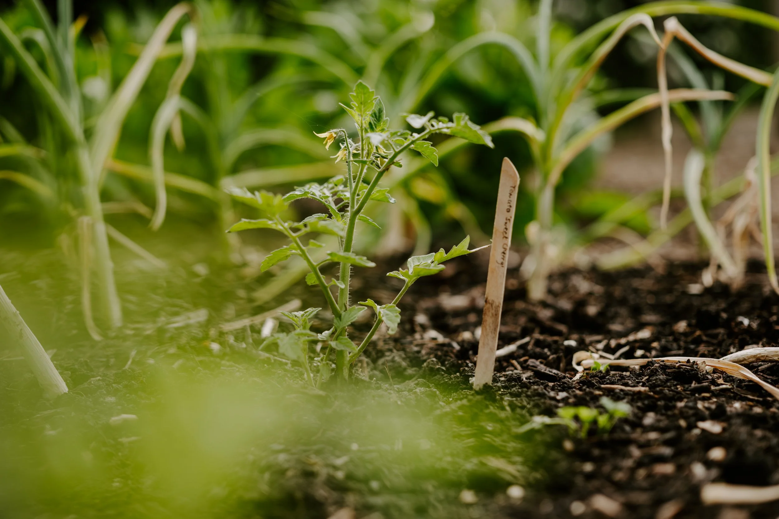 A Year at the Allotment_May 2026-142.jpg