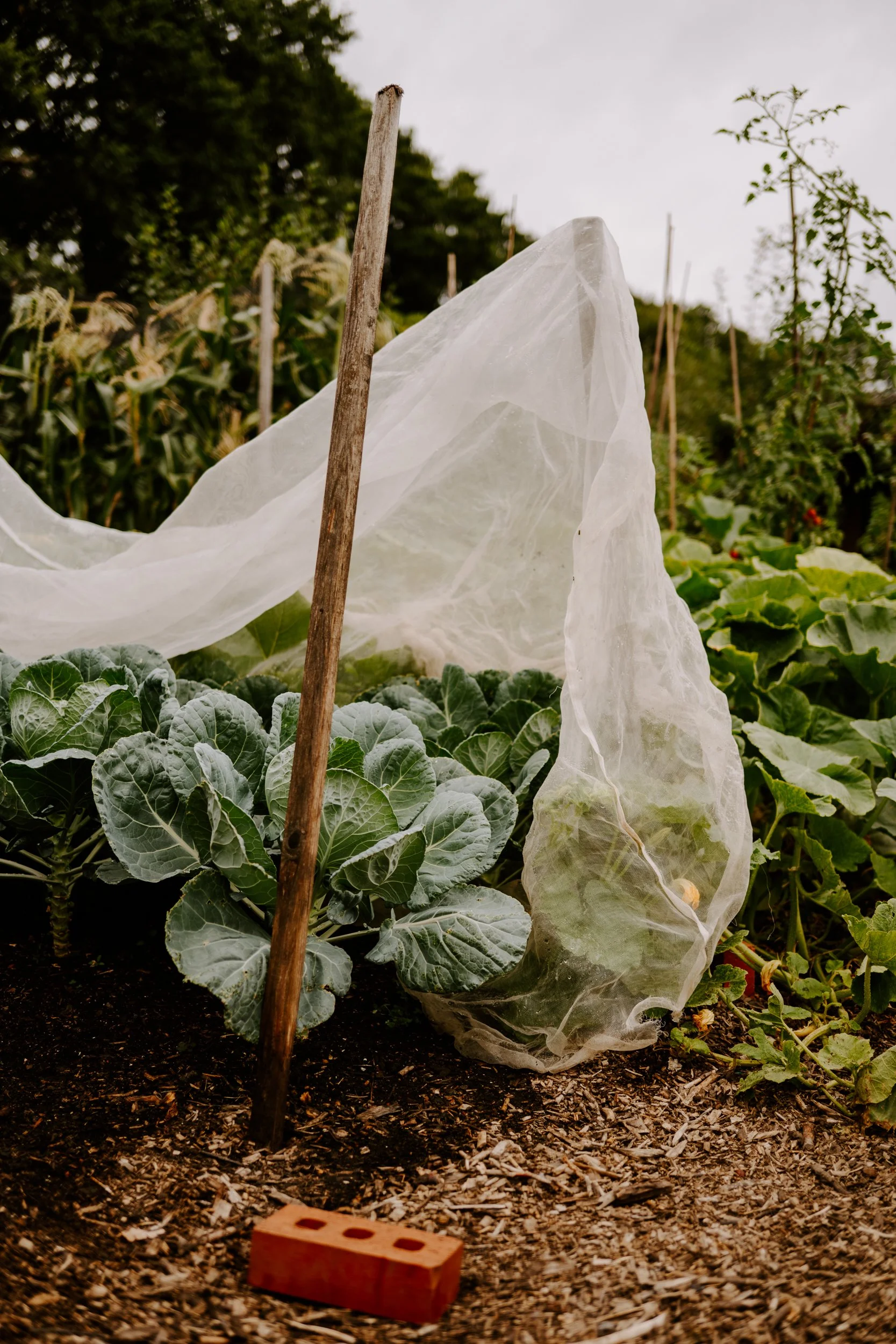 A Year at the allotment_August 2026-240.jpg