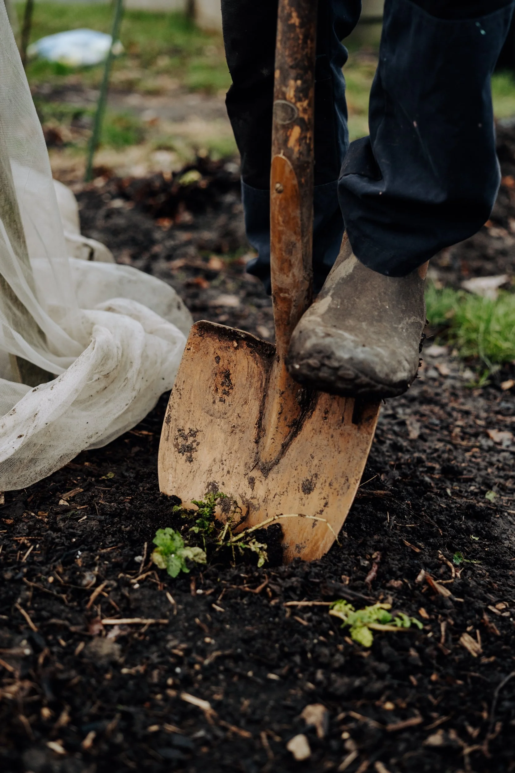 A Year at the Allotment December 2025-134.jpg