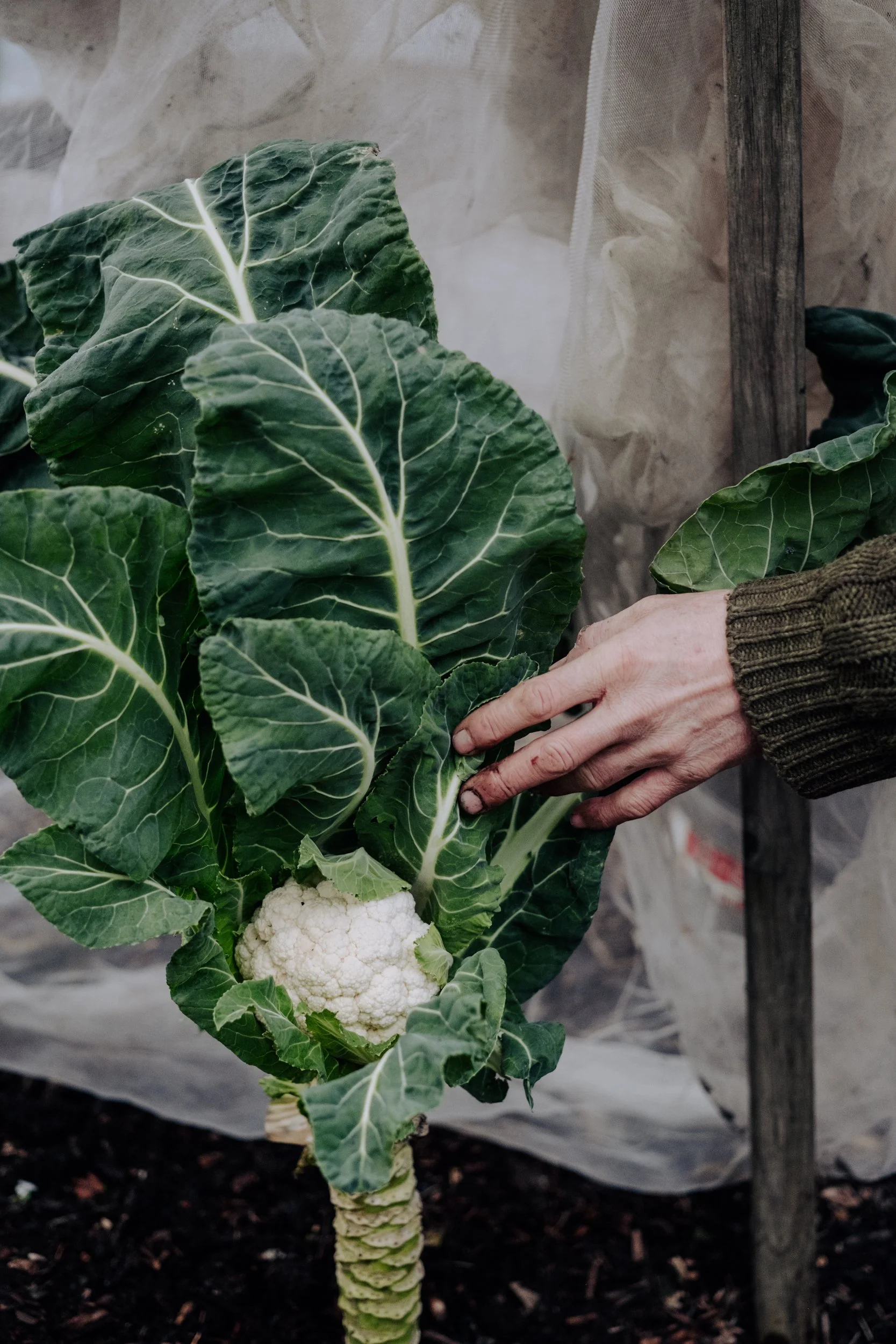 A Year at the Allotment December 2025-116.jpg