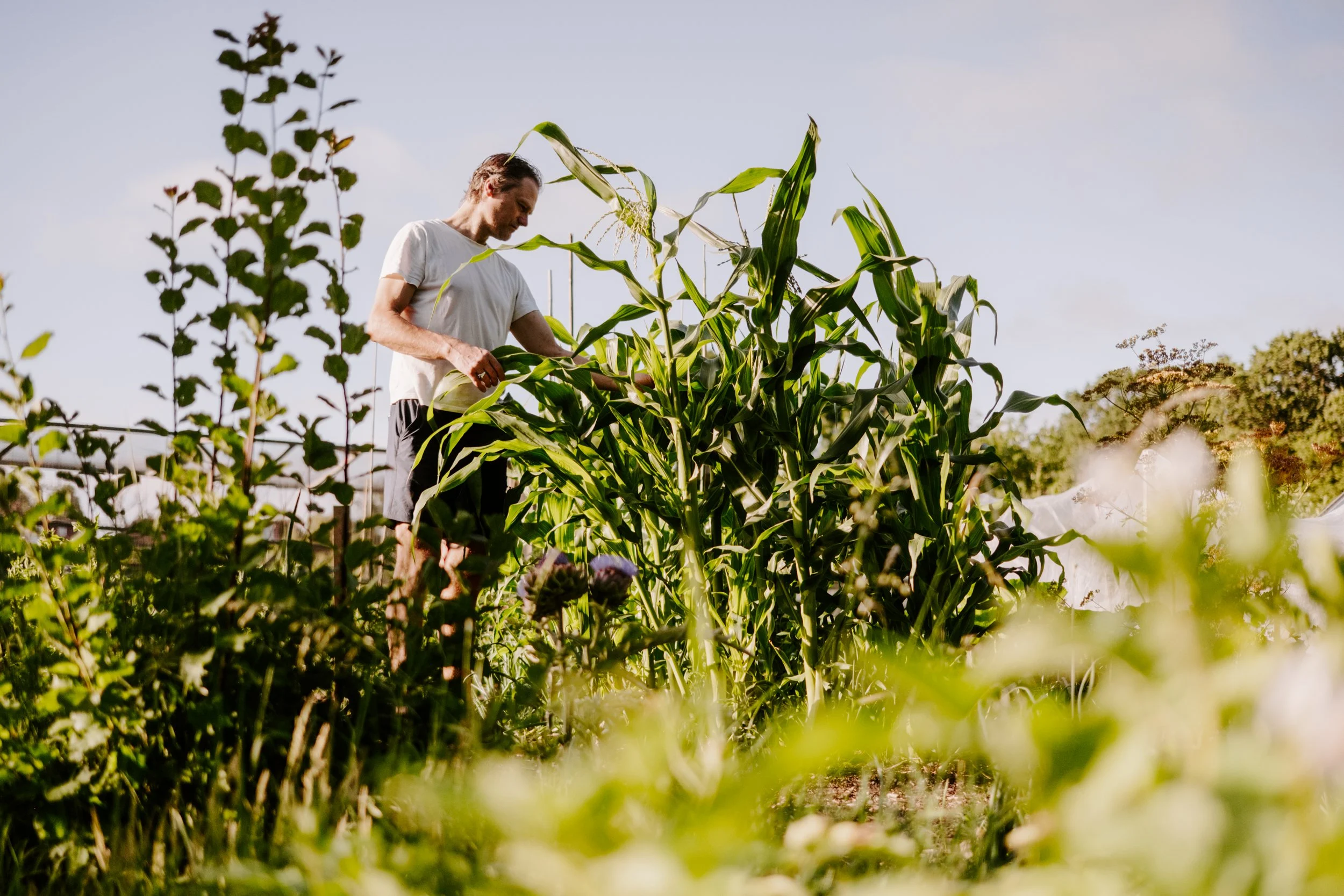 TSP_A Year At The Allotment_July 2026-128.jpg