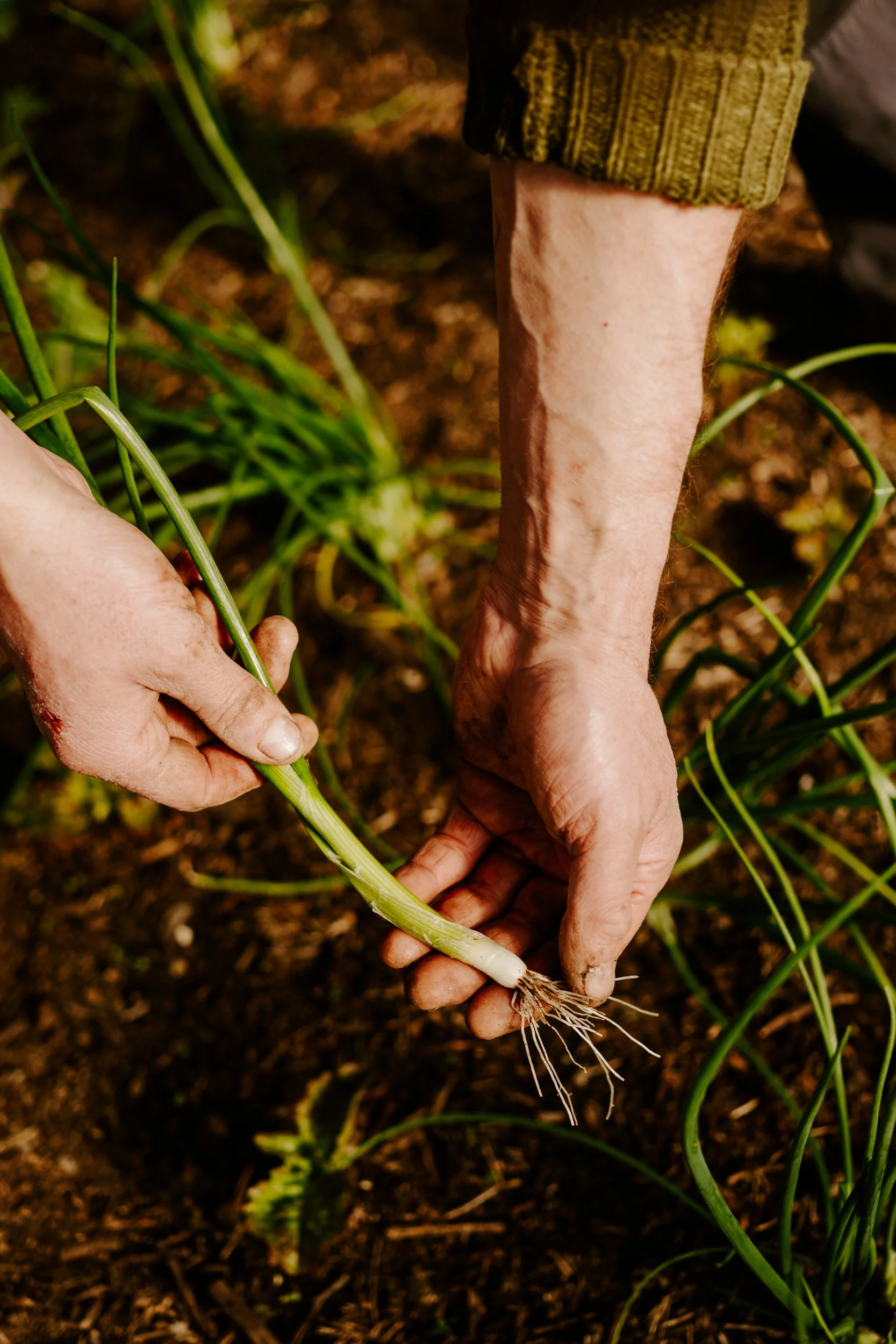 A Year at the Allotment_March-208.jpg