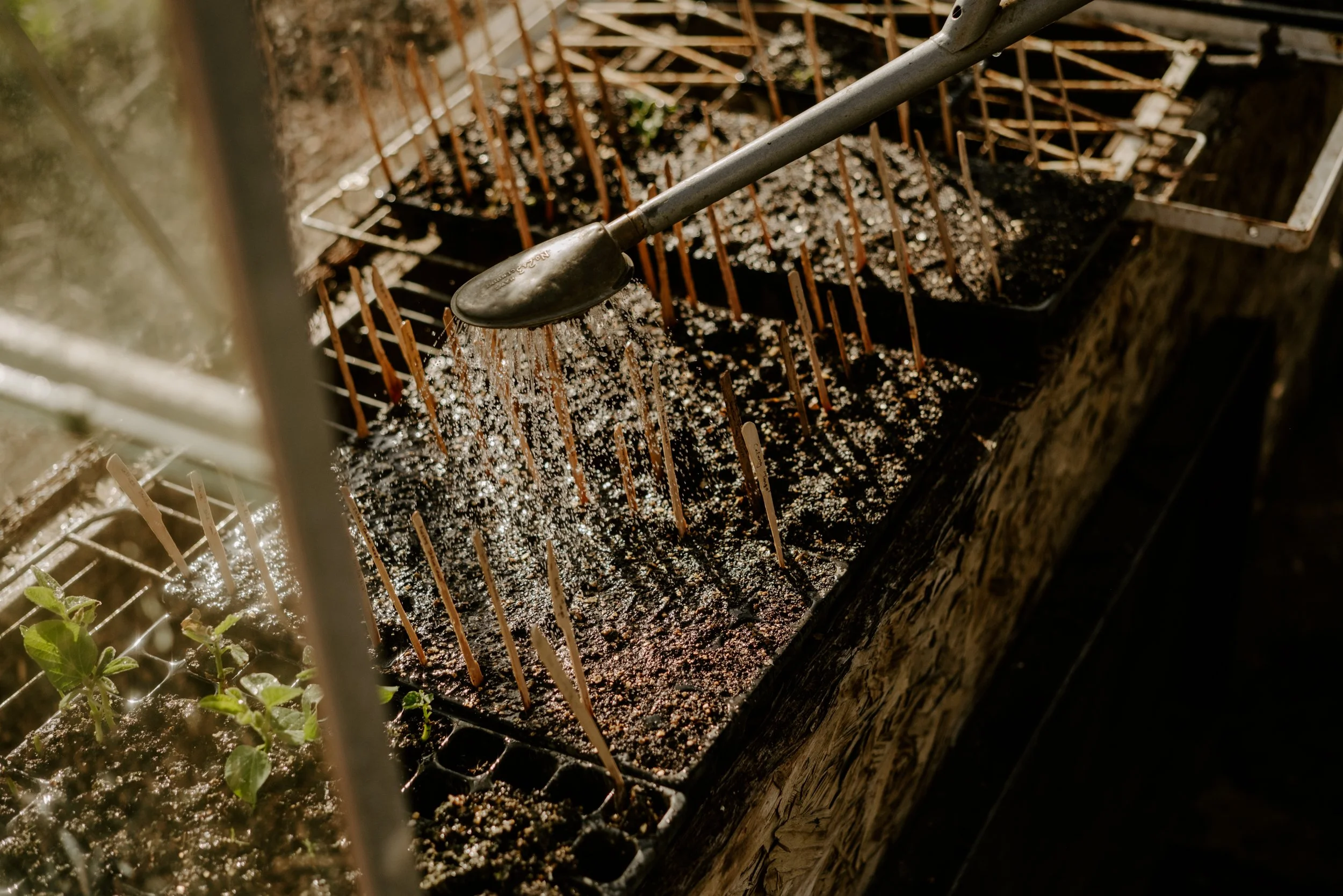 A Year At The Allotment_April-158.jpg