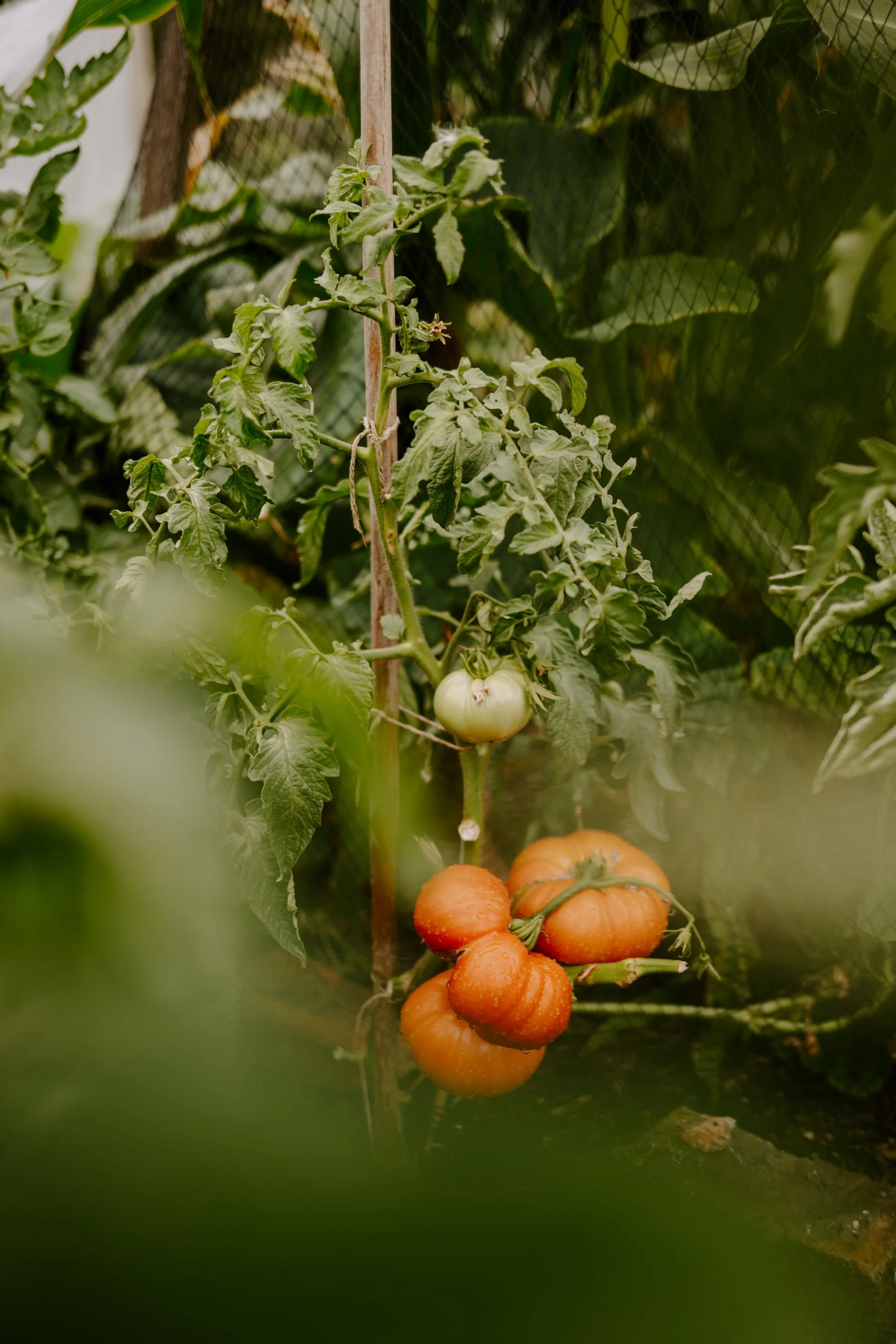 A Year at the allotment_August 2026-129.jpg