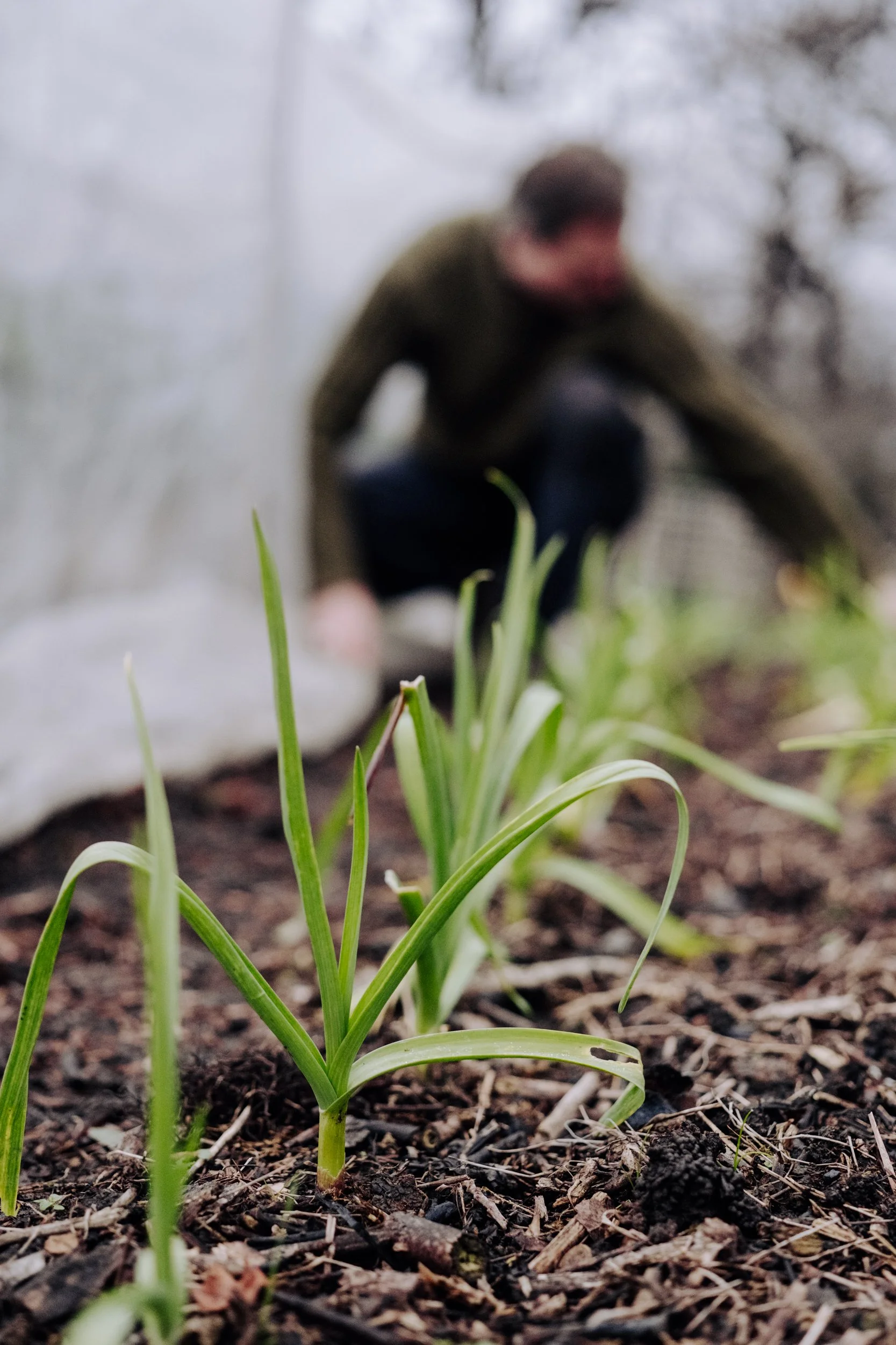 A Year at the Allotment December 2025-108.jpg