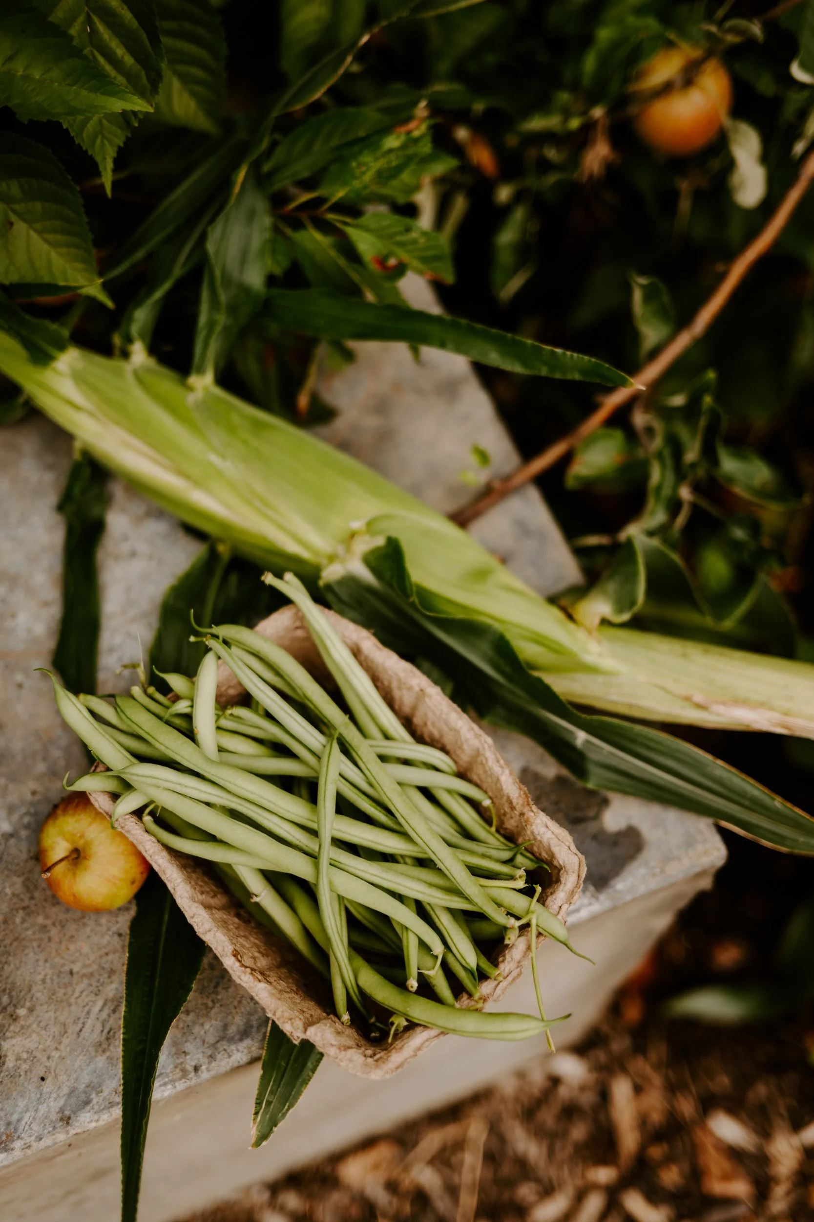 A Year at the allotment_August 2026-238.jpg