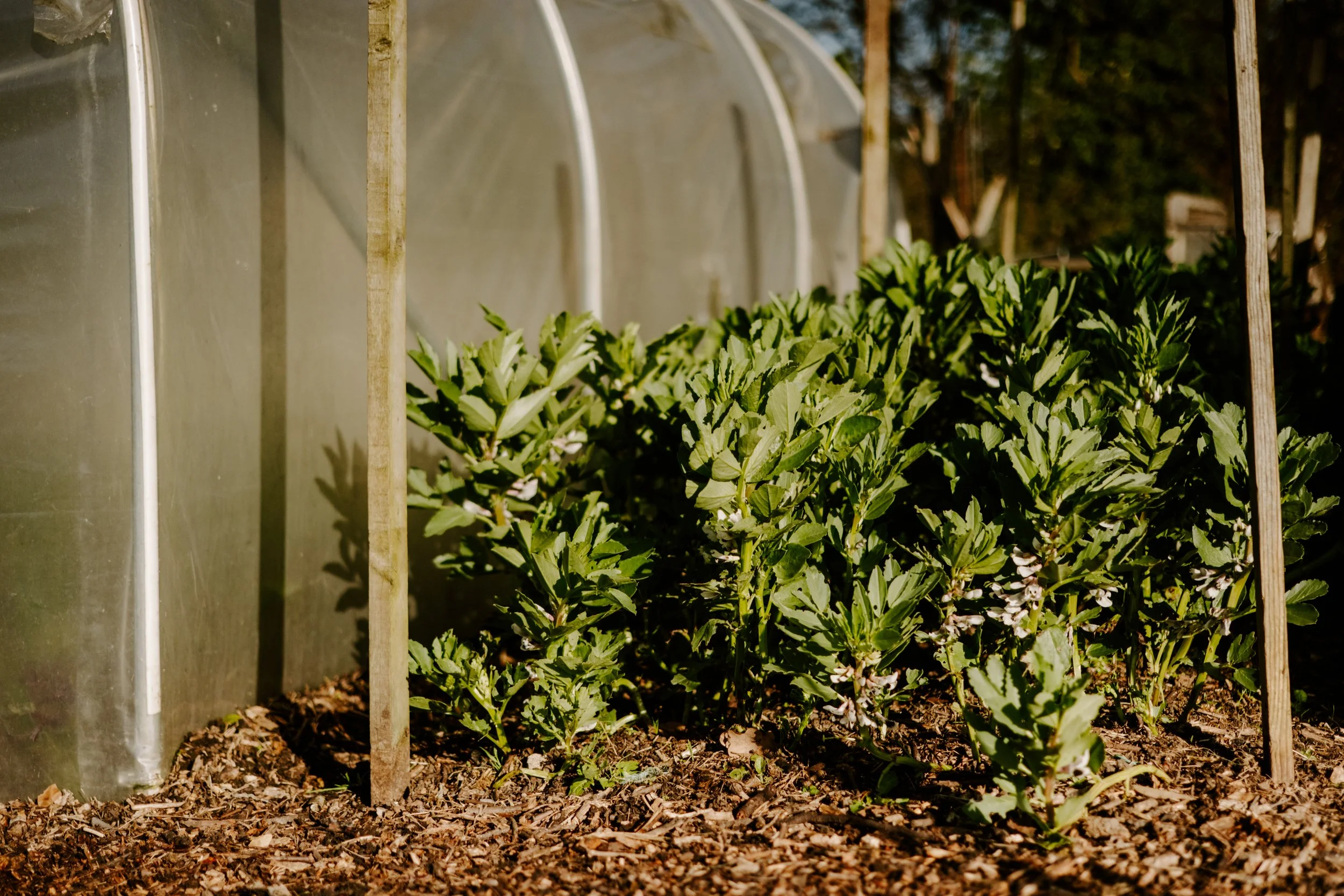 A Year at the Allotment_March-116.jpg