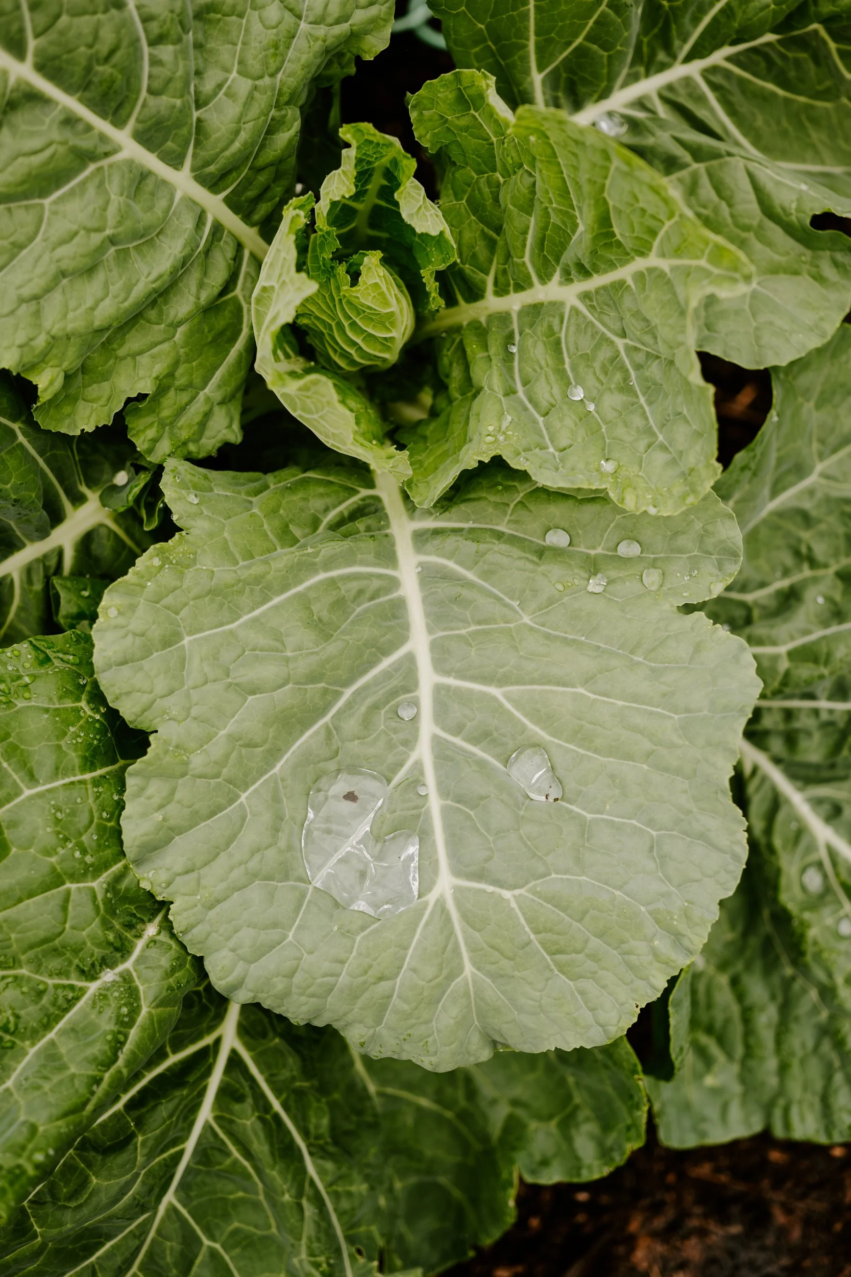 A Year At The Allotment_June-182.jpg