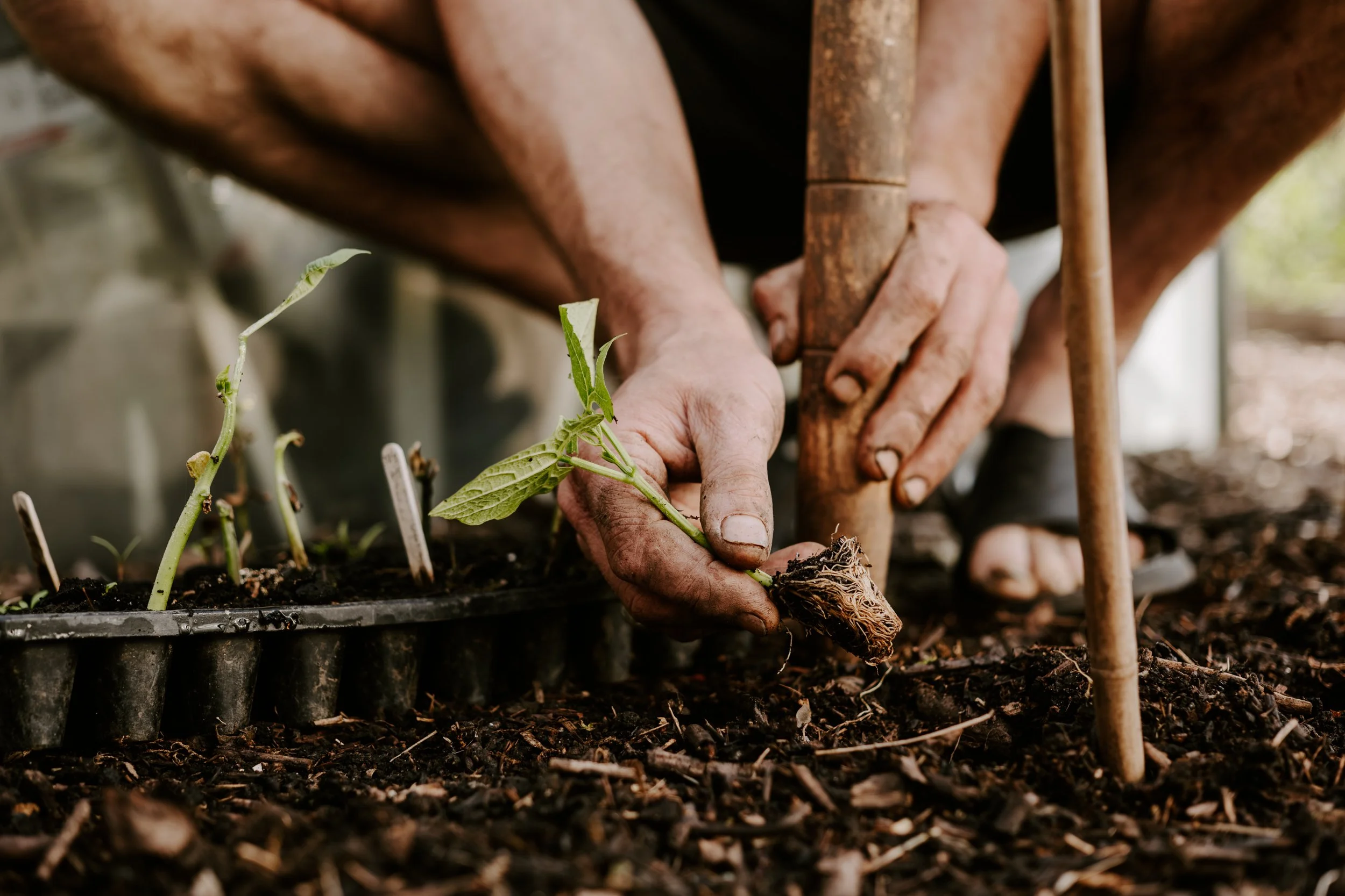 A Year At The Allotment_June-201.jpg