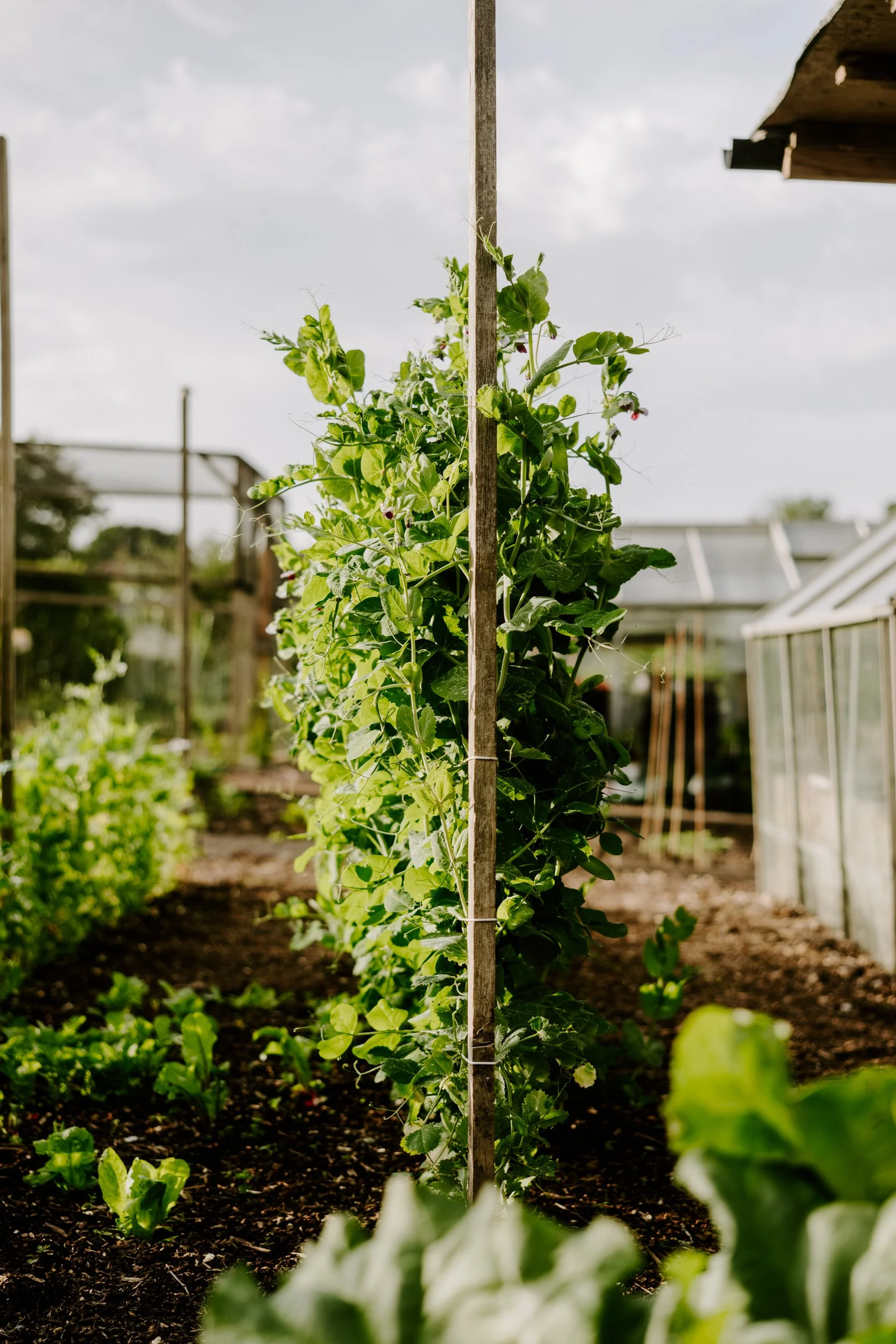 A Year at the Allotment_May 2026-101.jpg