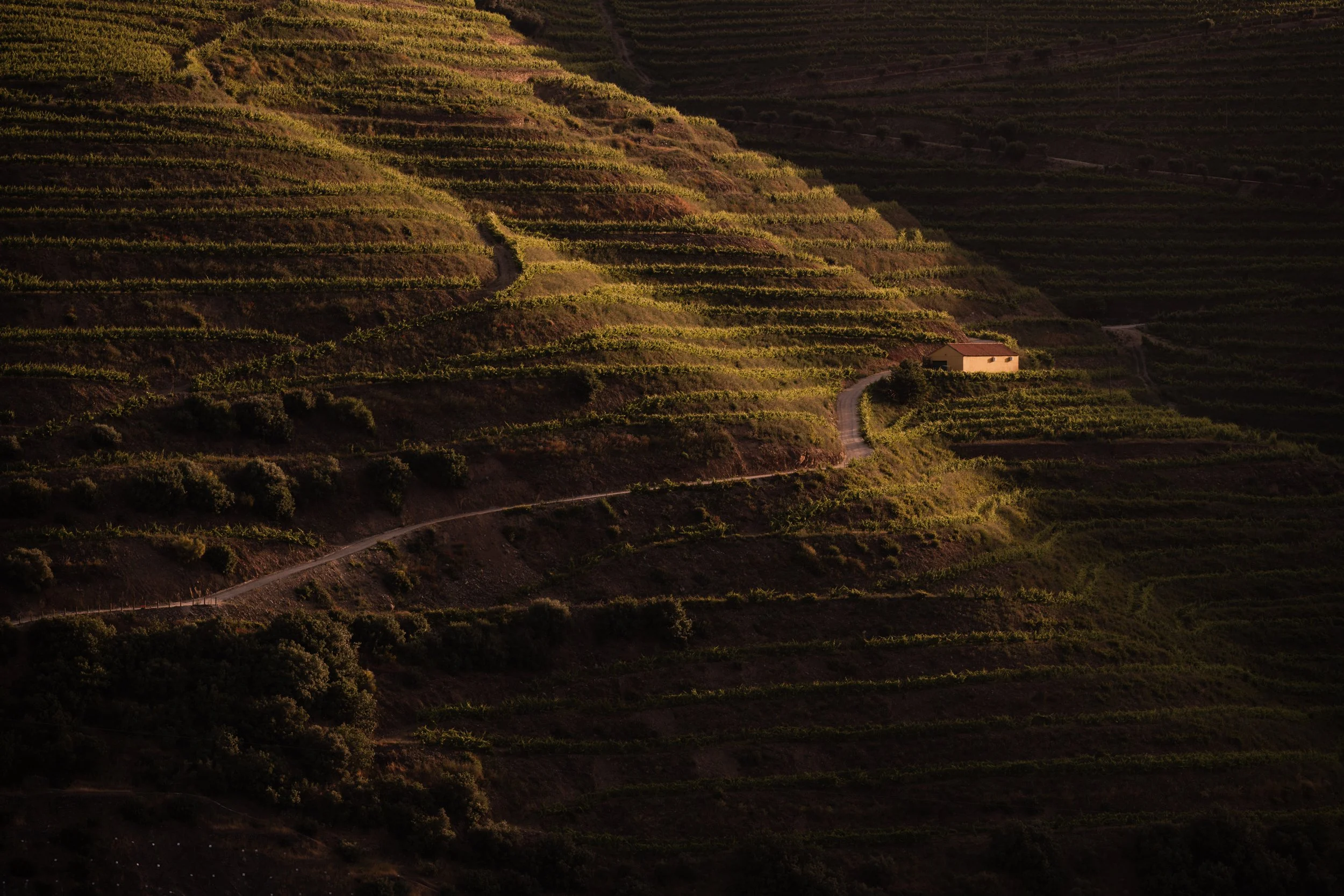 20240527-Purple_Bushmills_Douro-145-2.jpg