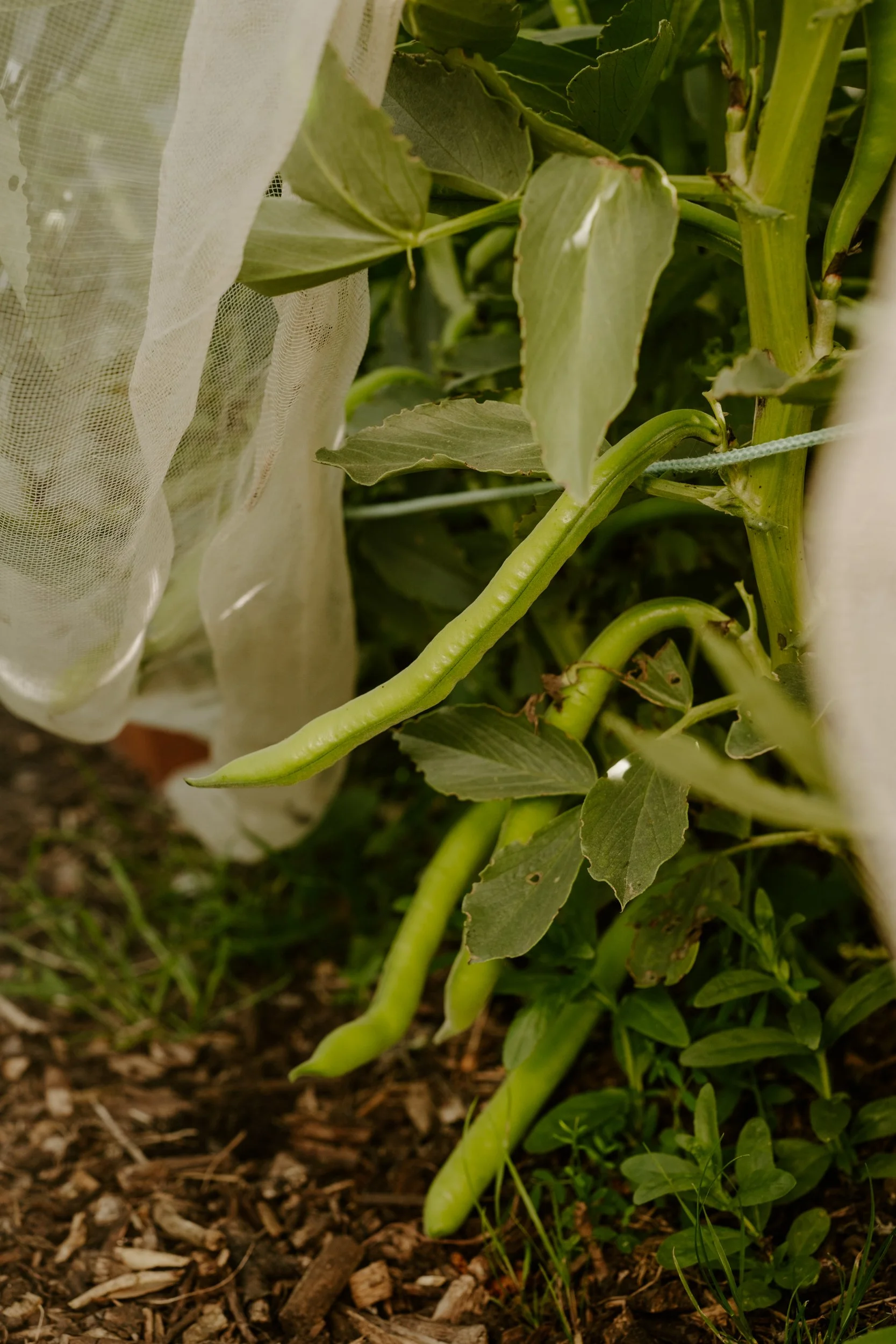 A Year At The Allotment_April-130.jpg