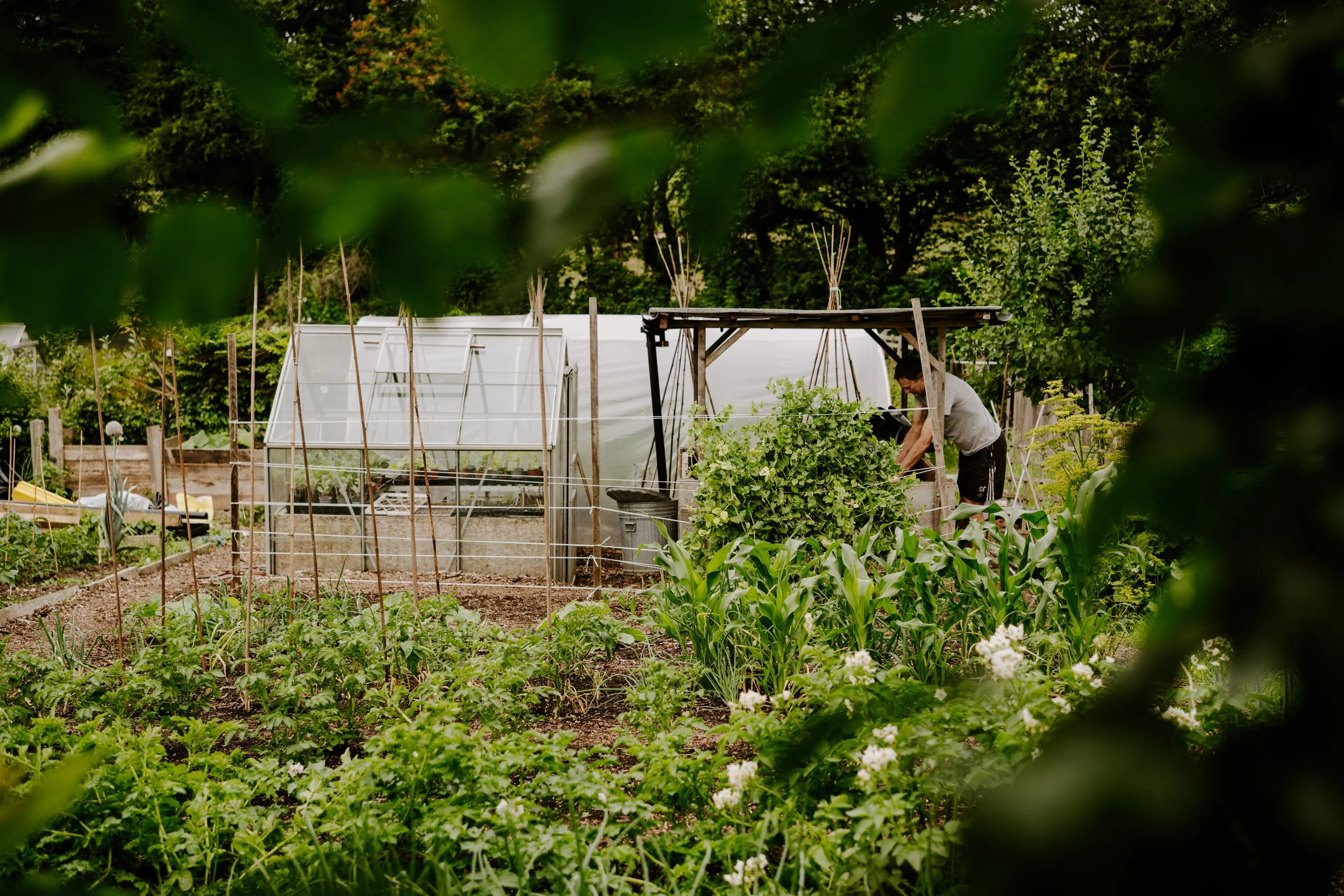 A Year At The Allotment_June-186.jpg