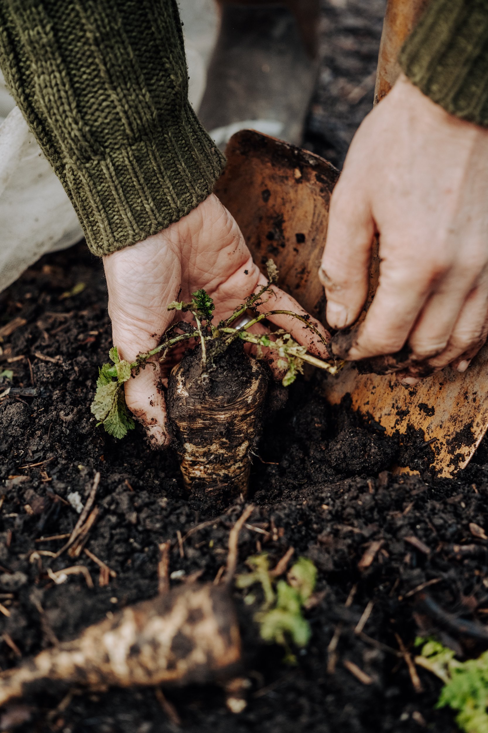 A Year at the Allotment December 2025-137.jpg