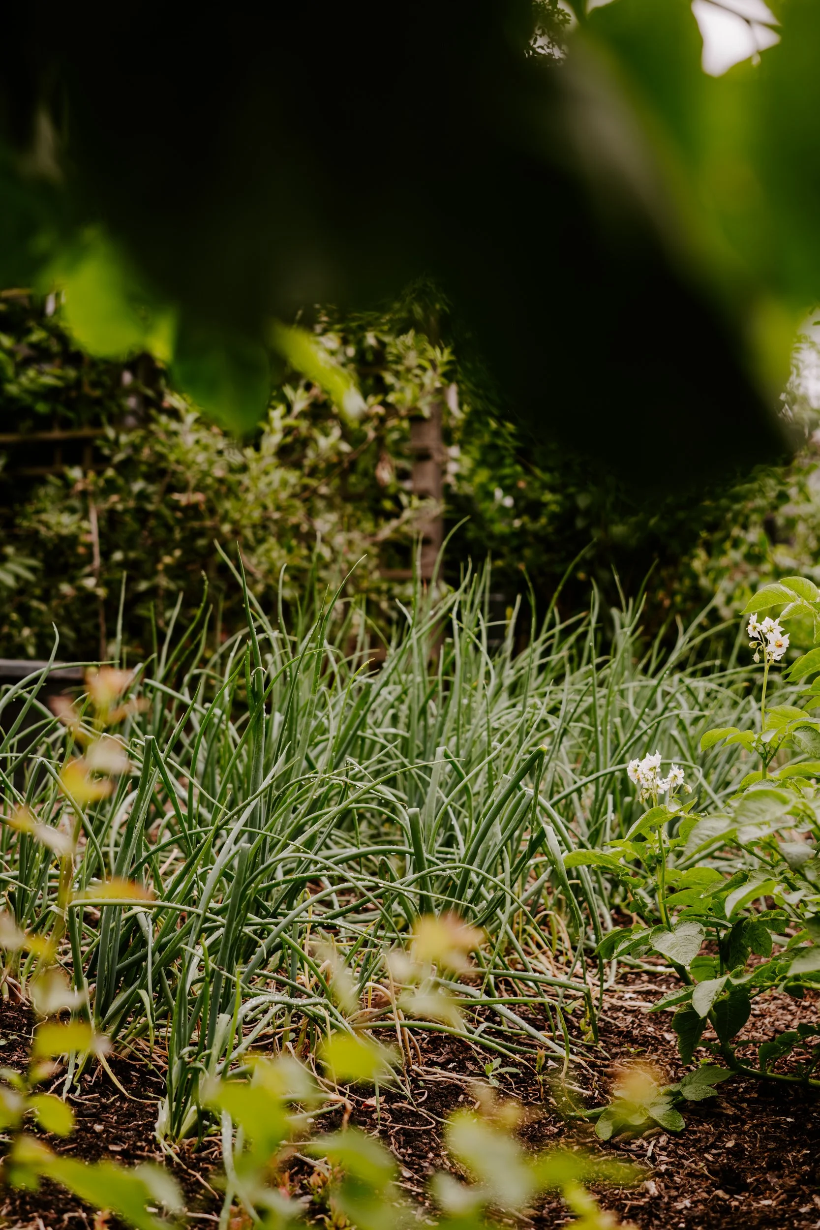 A Year At The Allotment_June-194.jpg