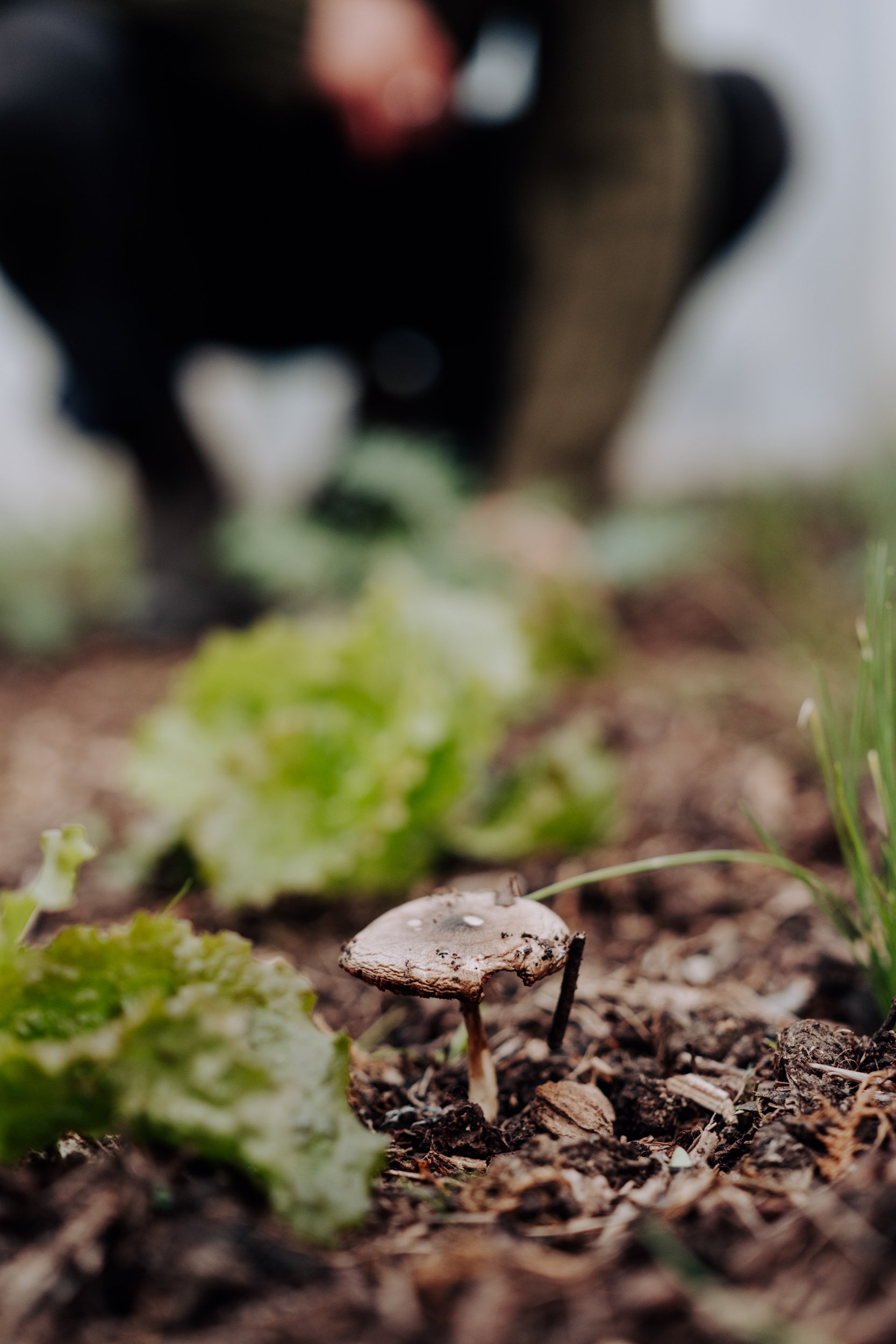 A Year at the Allotment December 2025-160.jpg