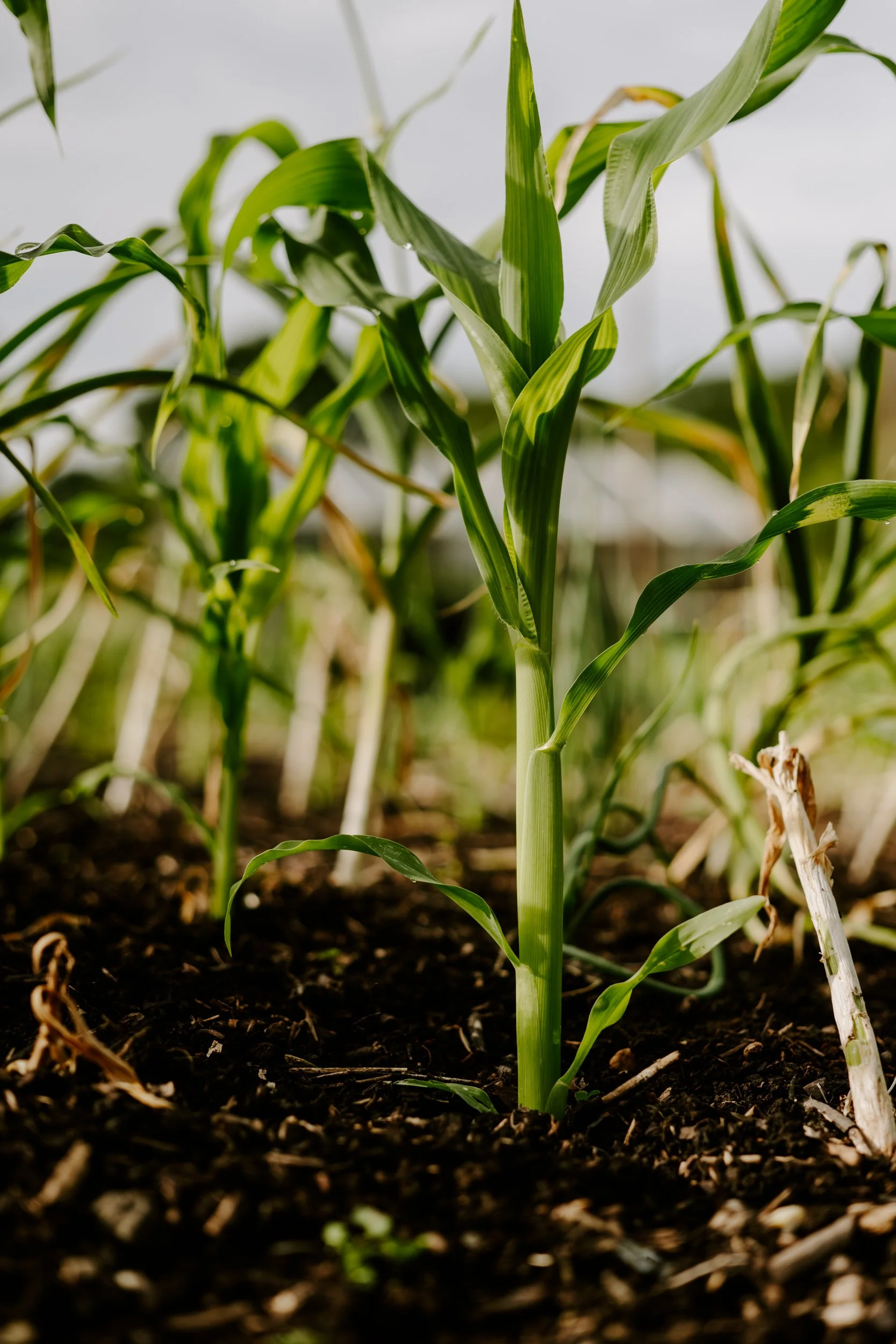 A Year at the Allotment_May 2026-192.jpg