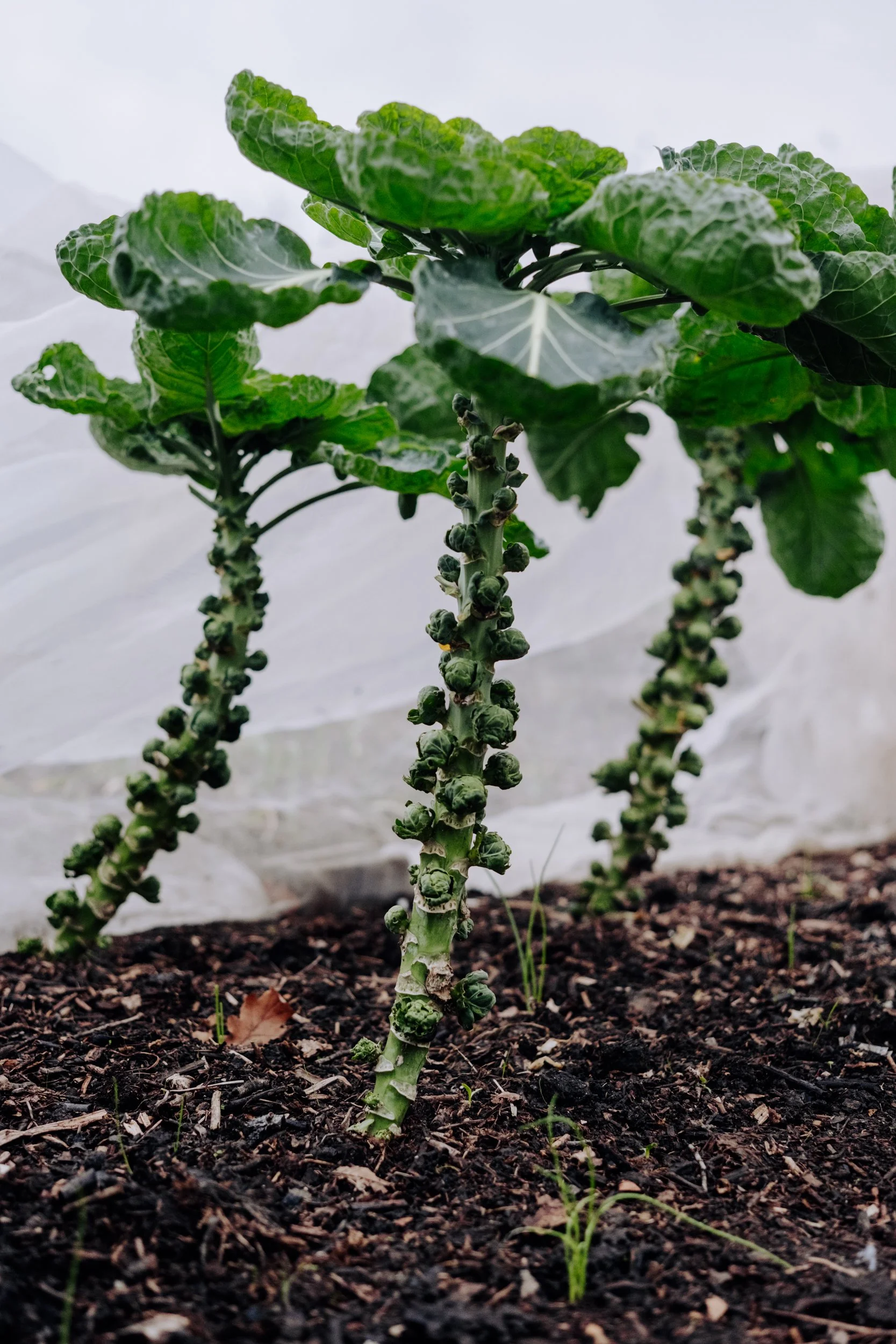 A Year at the Allotment December 2025-121.jpg