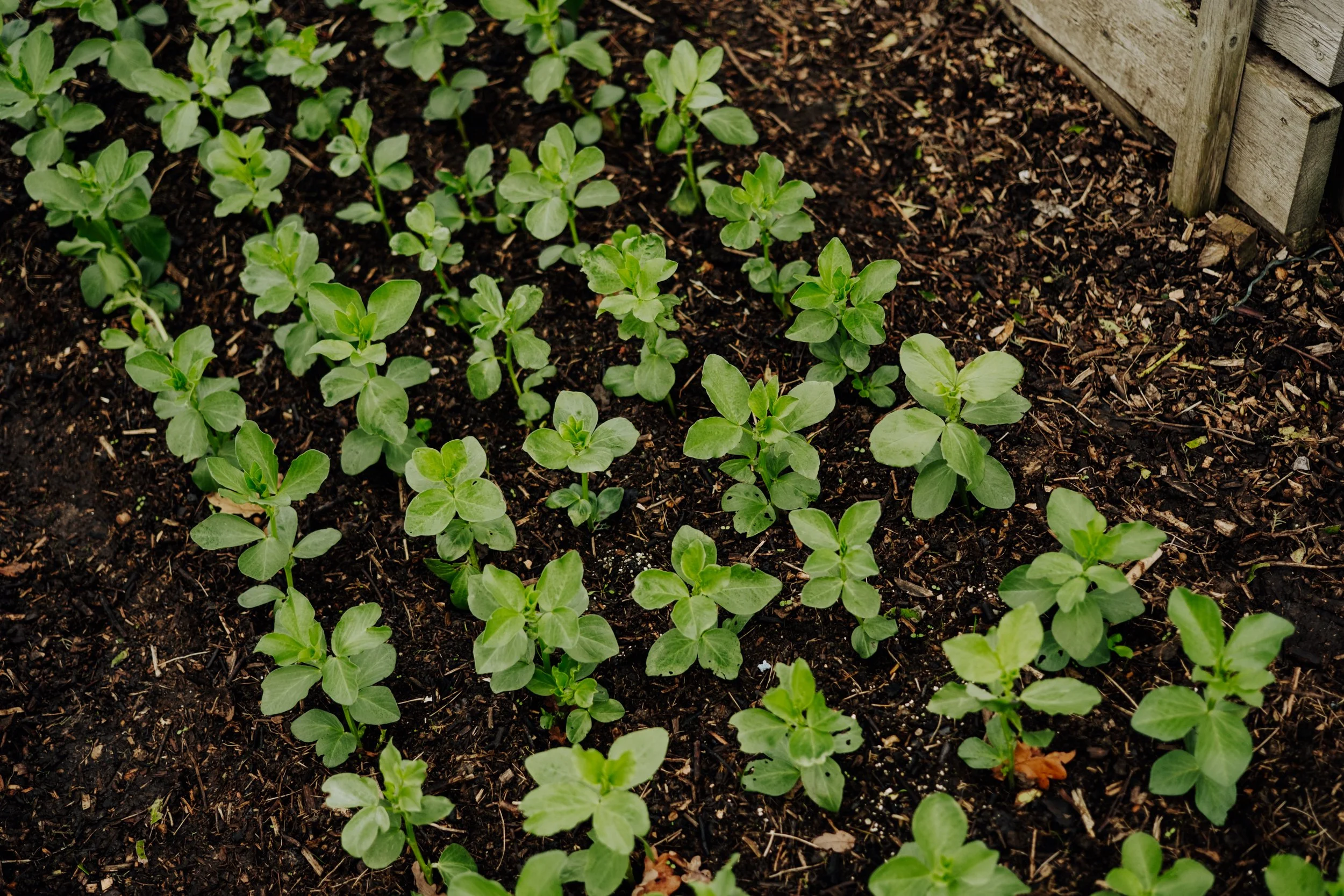 A Year at the Allotment December 2025-169.jpg