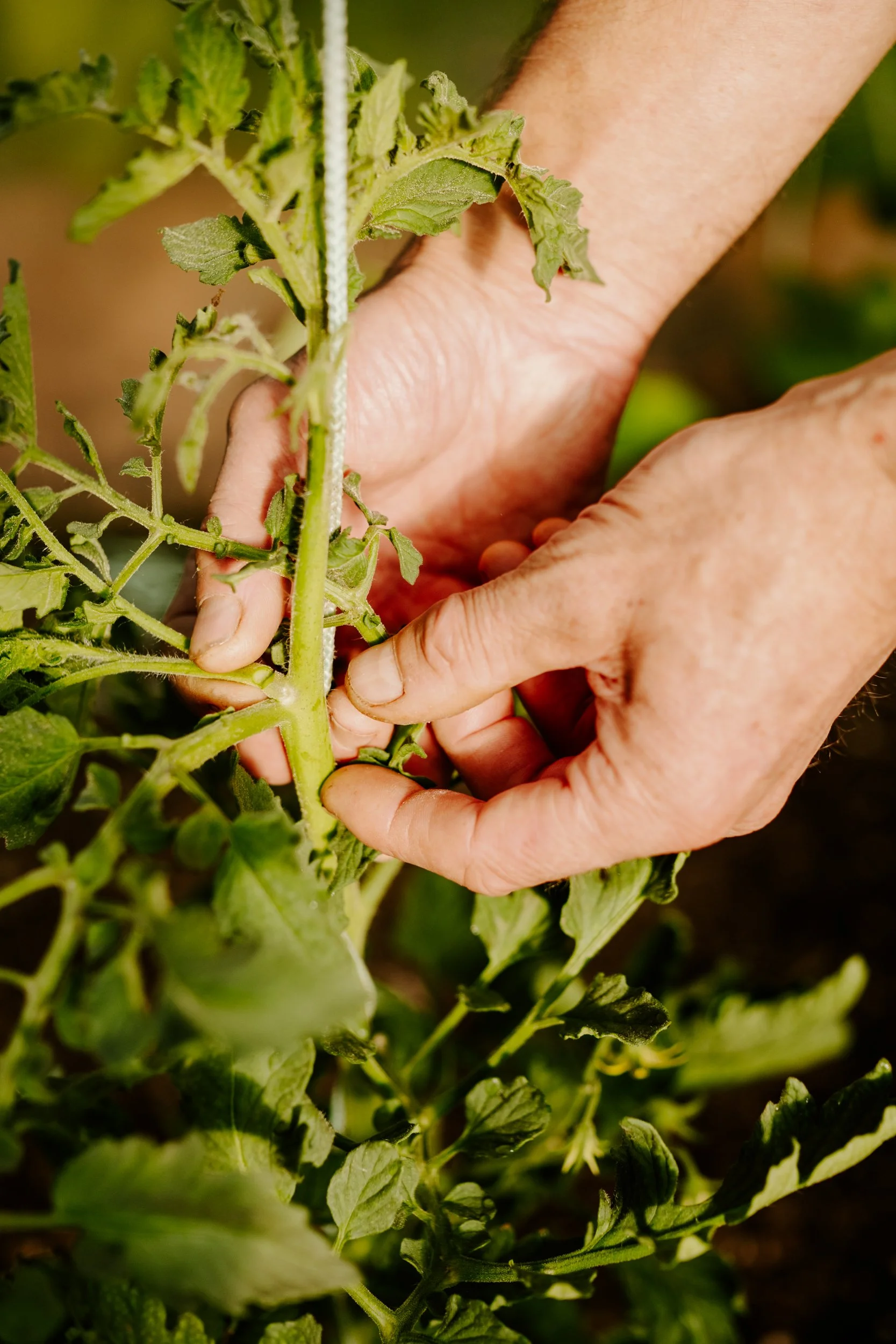 TSP_A Year At The Allotment_July 2026-106.jpg