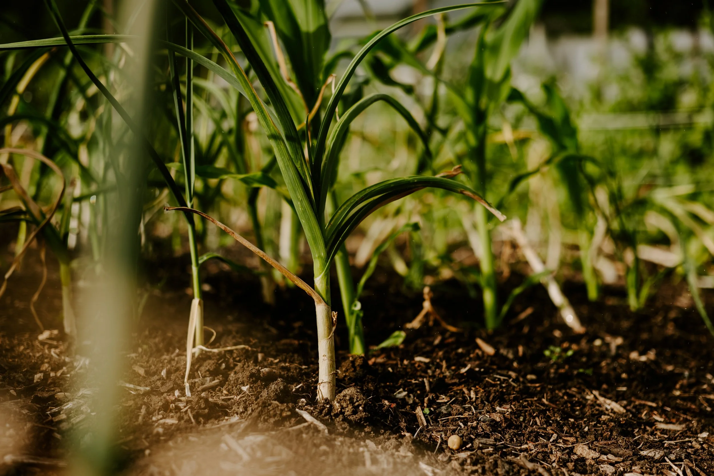 A Year at the Allotment_May 2026-193.jpg