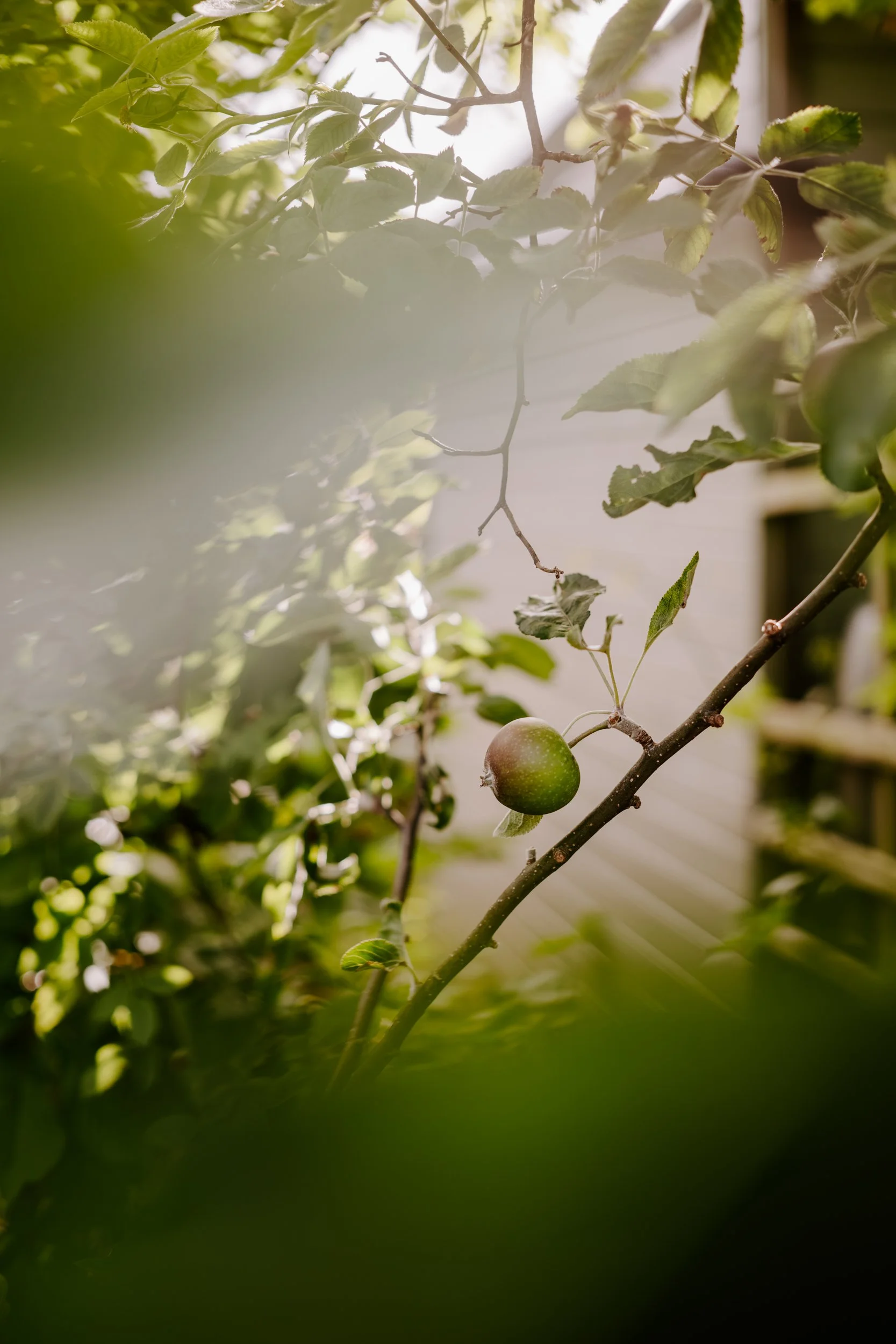 A Year At The Allotment_June-199.jpg