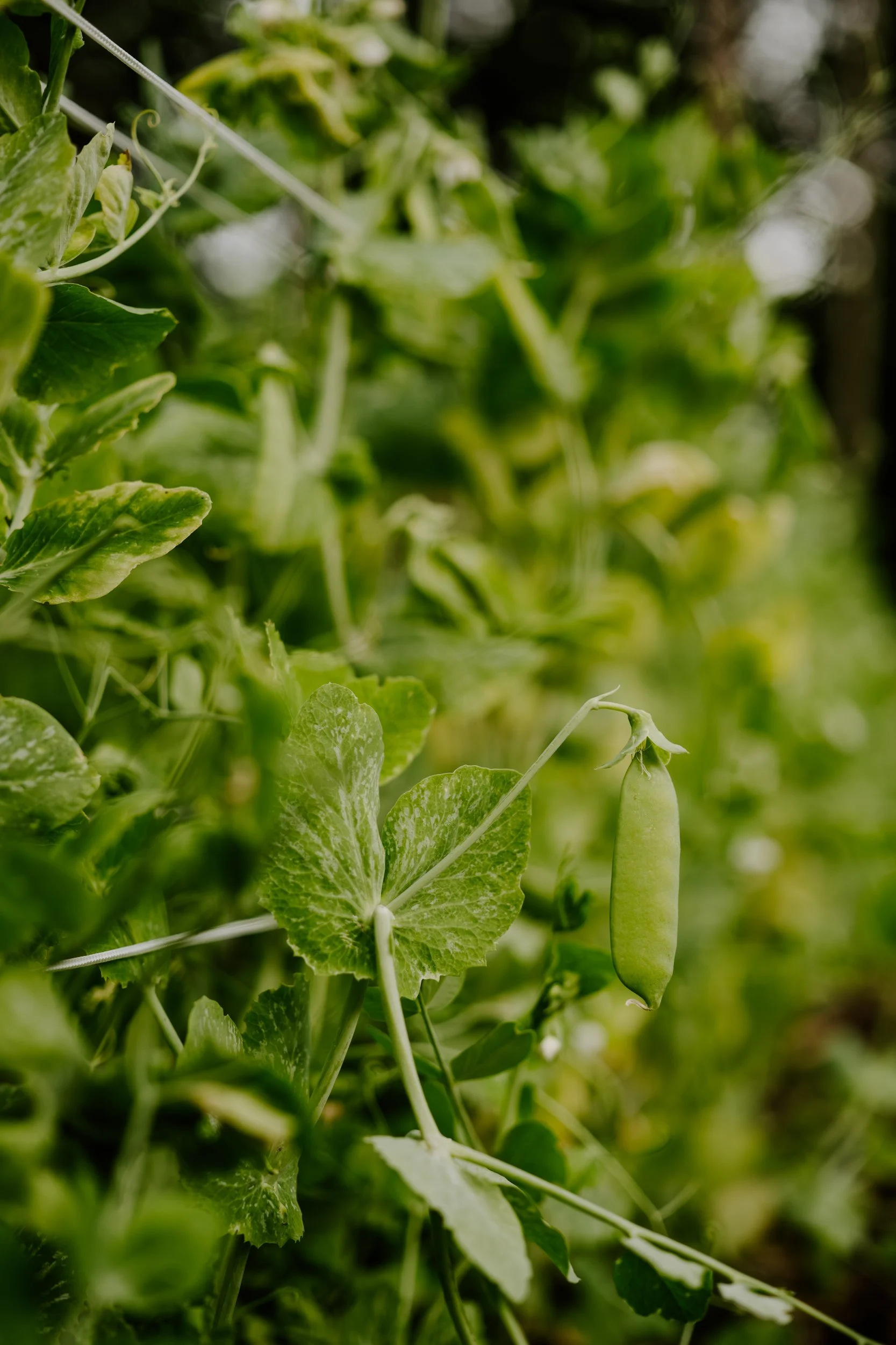 A Year at the Allotment_May 2026-143.jpg