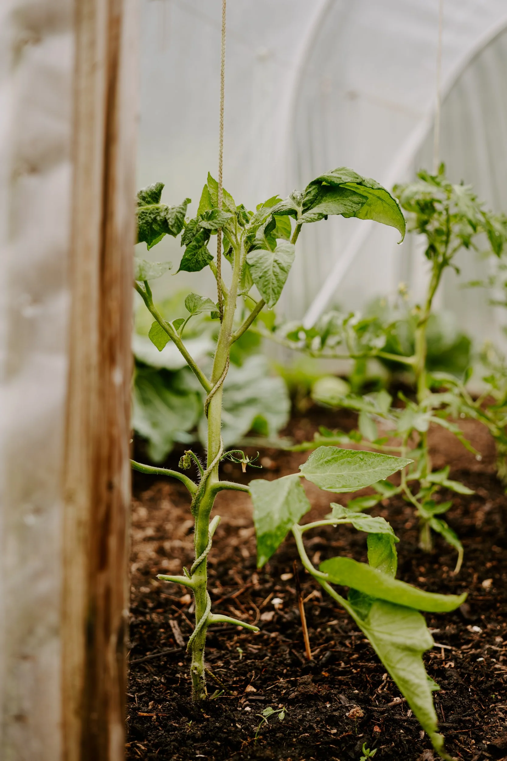 A Year At The Allotment_June-180.jpg