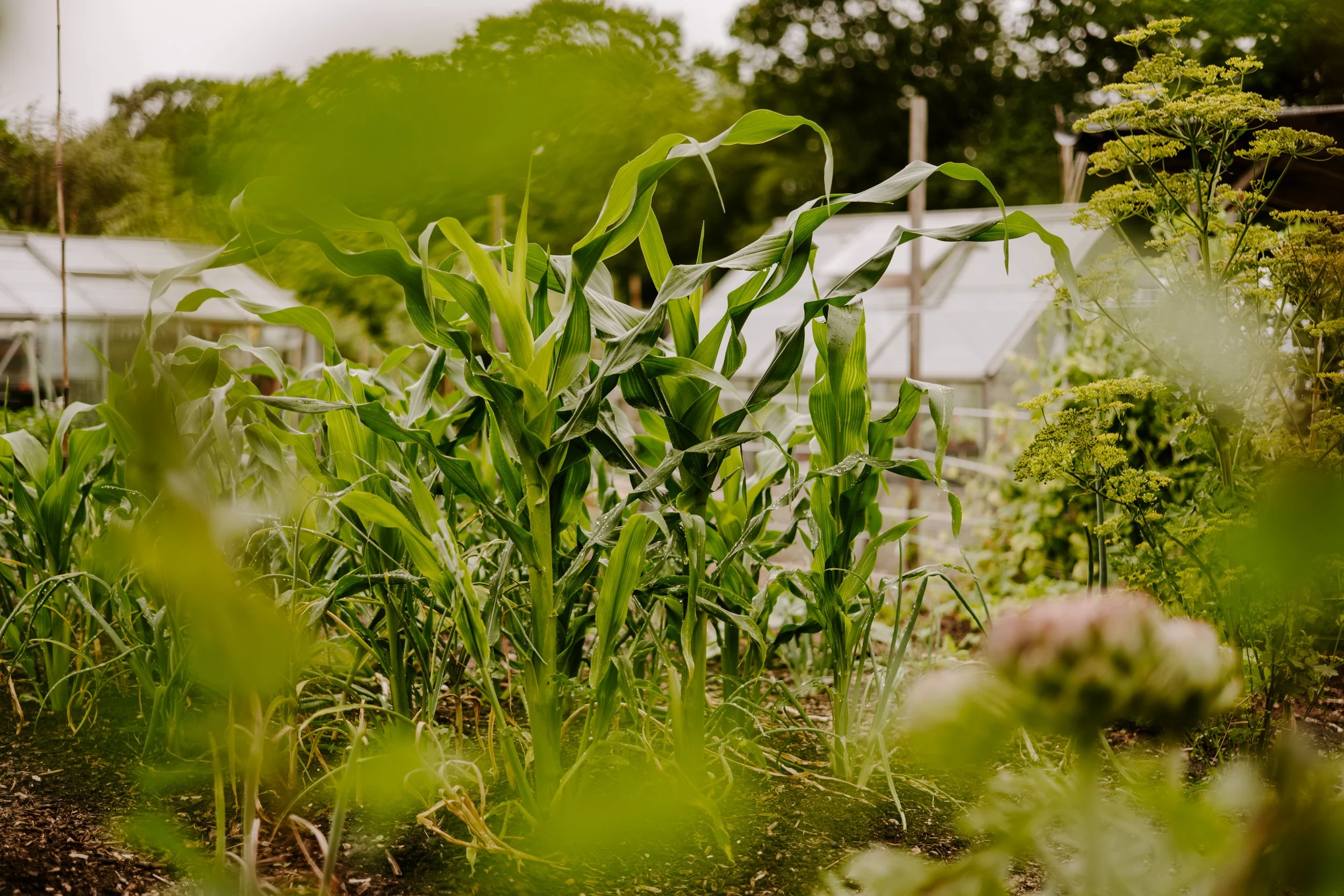 A Year At The Allotment_June-129.jpg