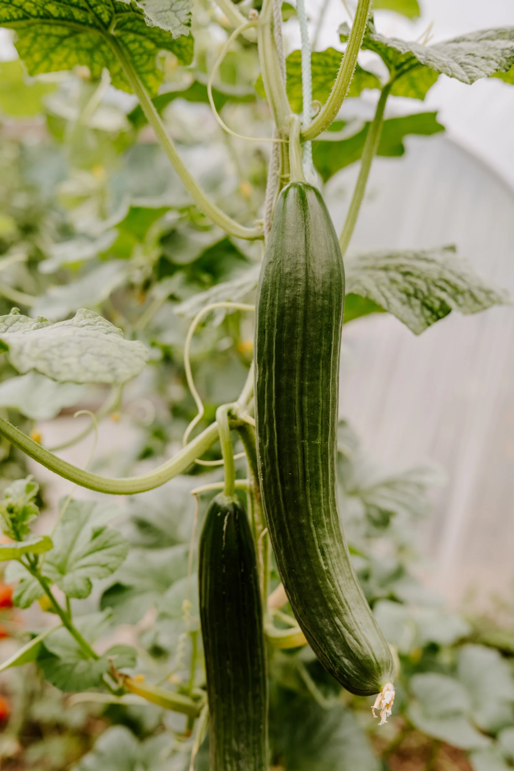 A Year at the allotment_August 2026-151.jpg