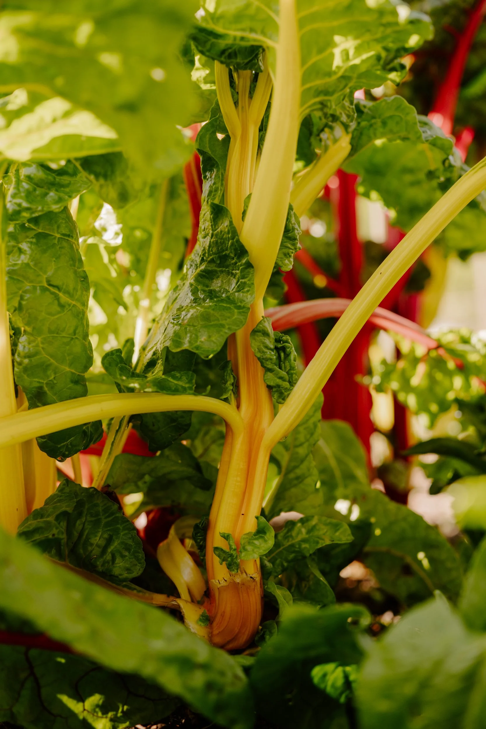 A Year At The Allotment_April-177.jpg