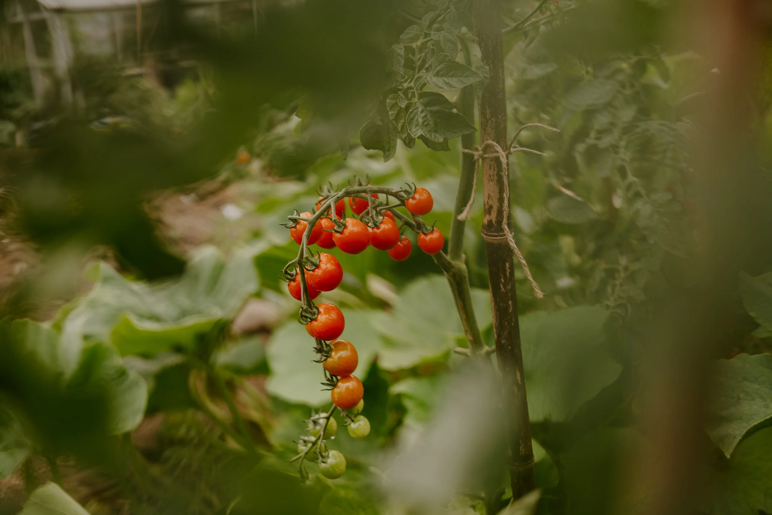 A Year at the allotment_August 2026-133.jpg