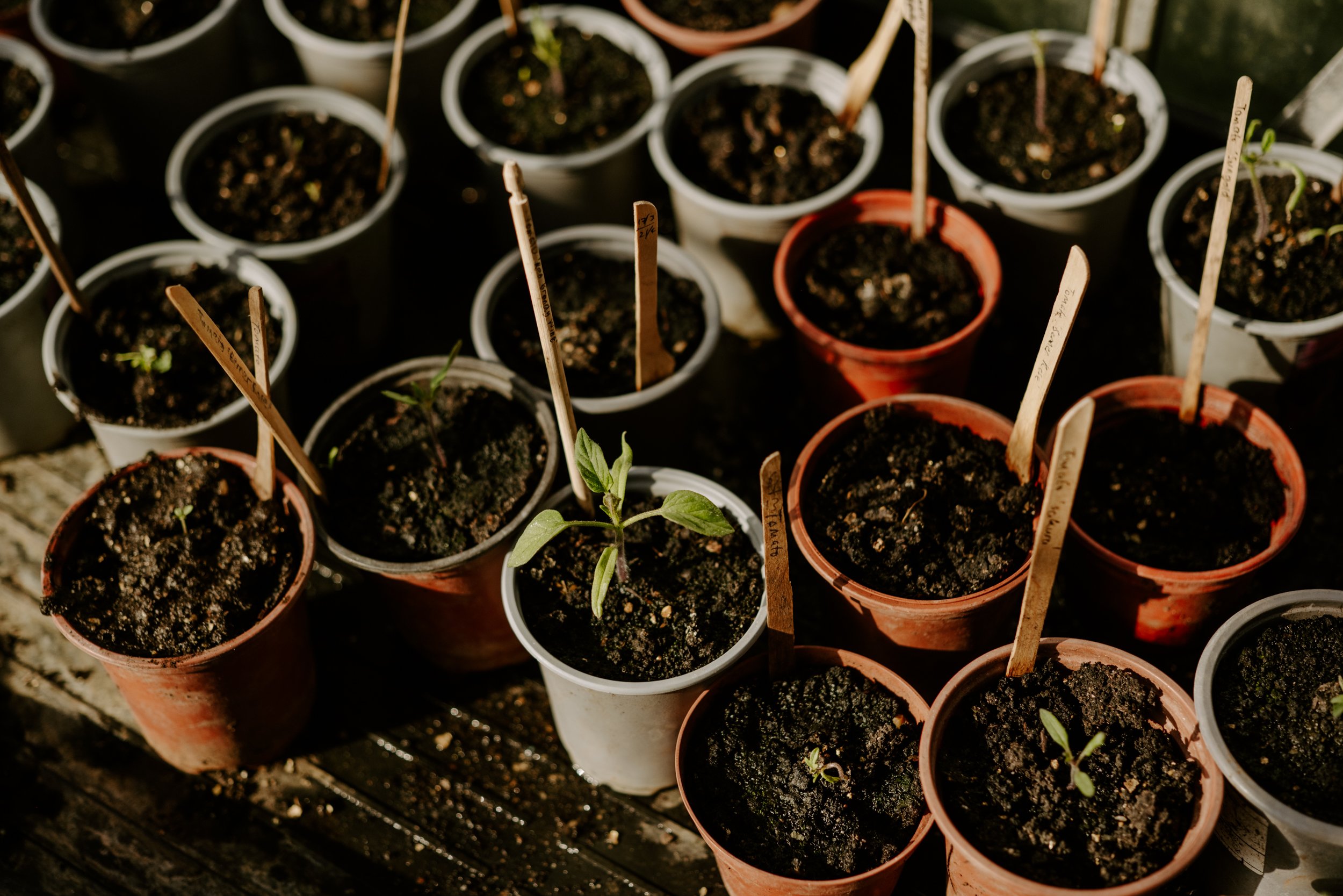 A Year At The Allotment_April-156.jpg