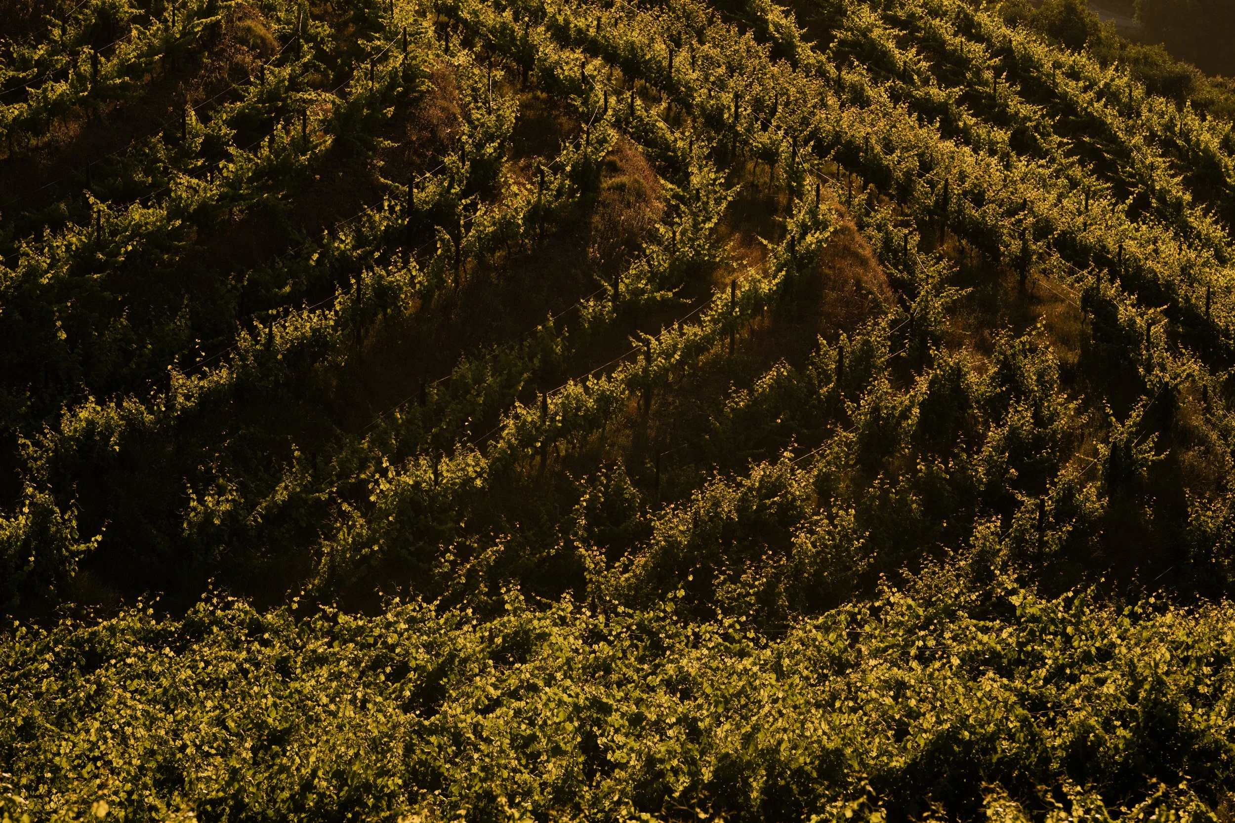 20240528-Purple_Bushmills_Douro-278-2.jpg