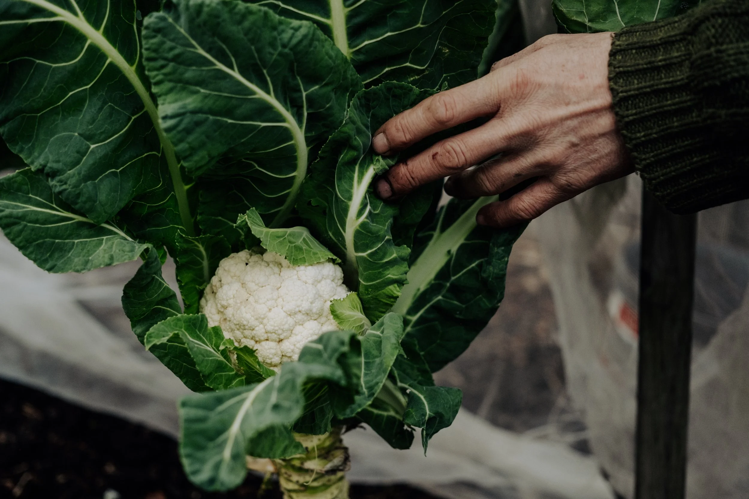 A Year at the Allotment December 2025-118.jpg