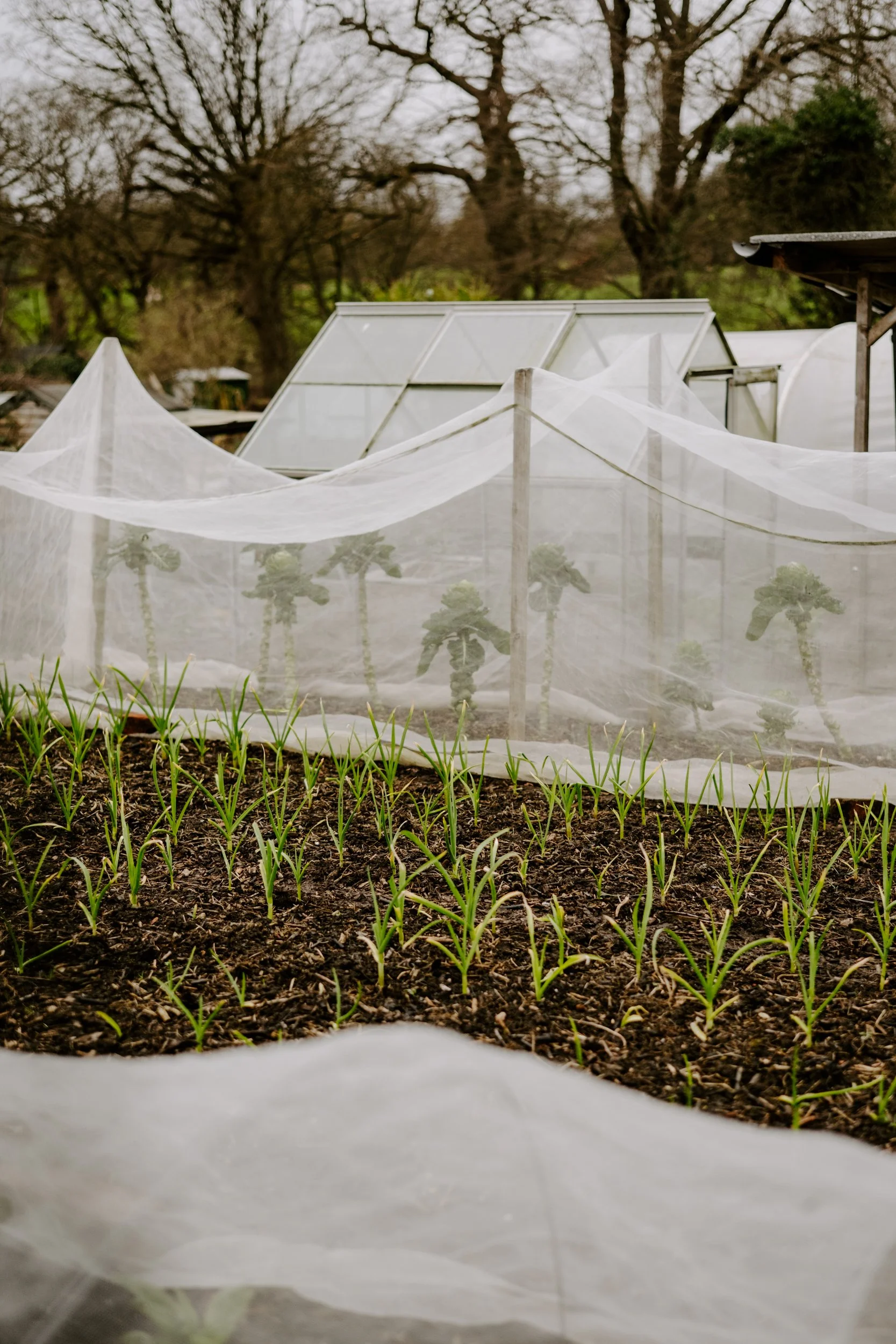 A Year at the allotment_February 2026-168.jpg